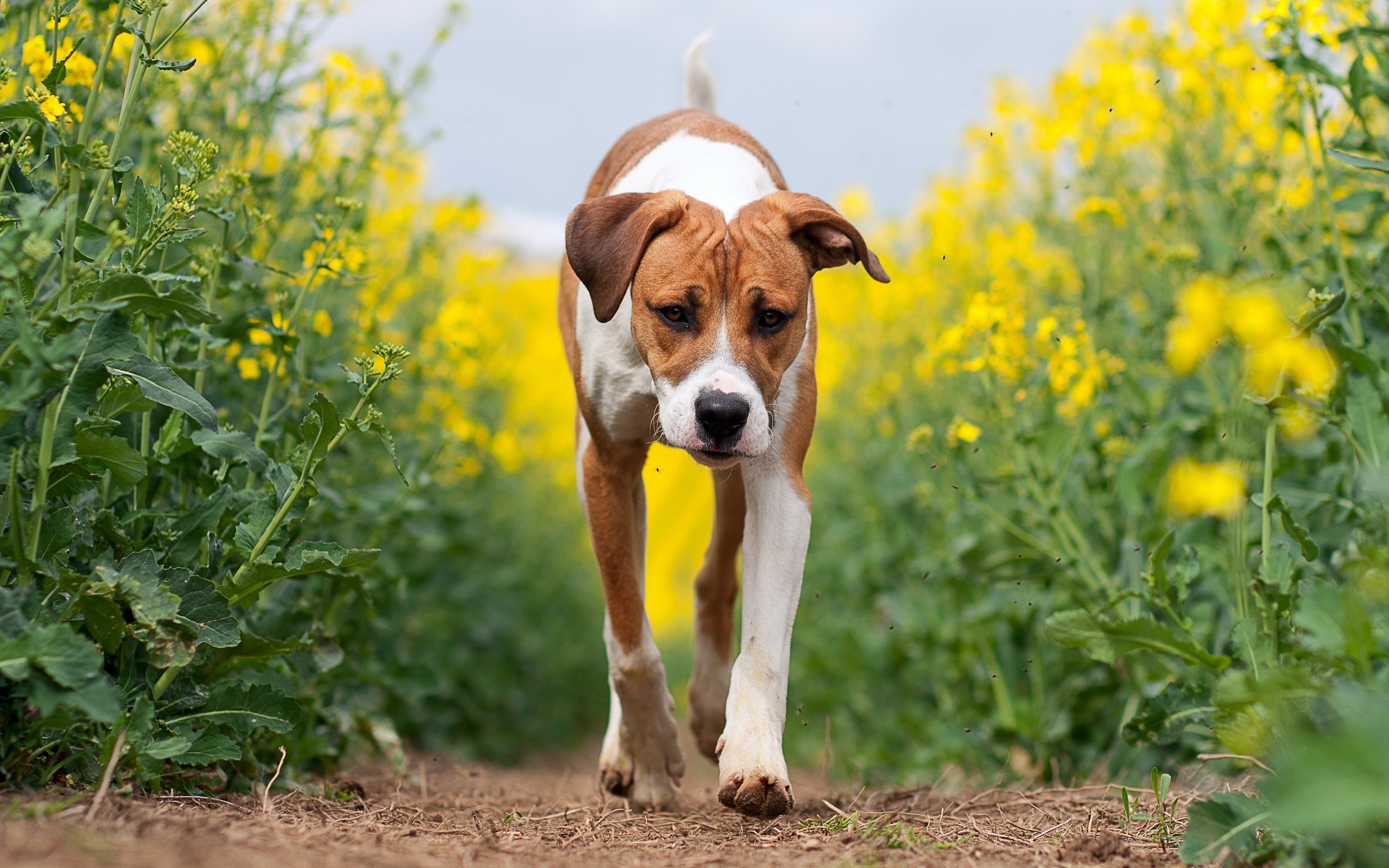 Baixar papel de parede para celular de Animais, Cães, Cão gratuito.