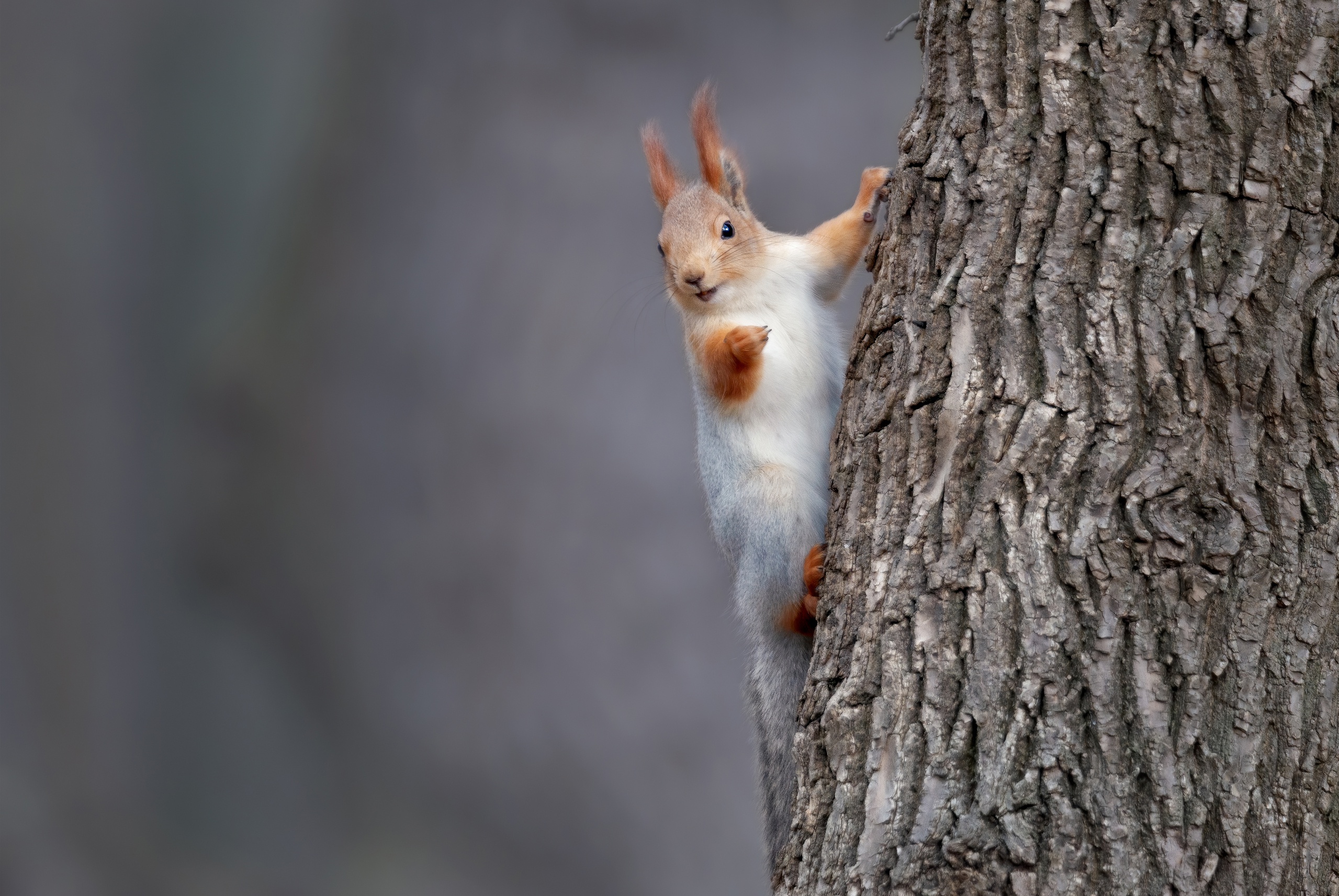 Squirrel  Free Stock Photos