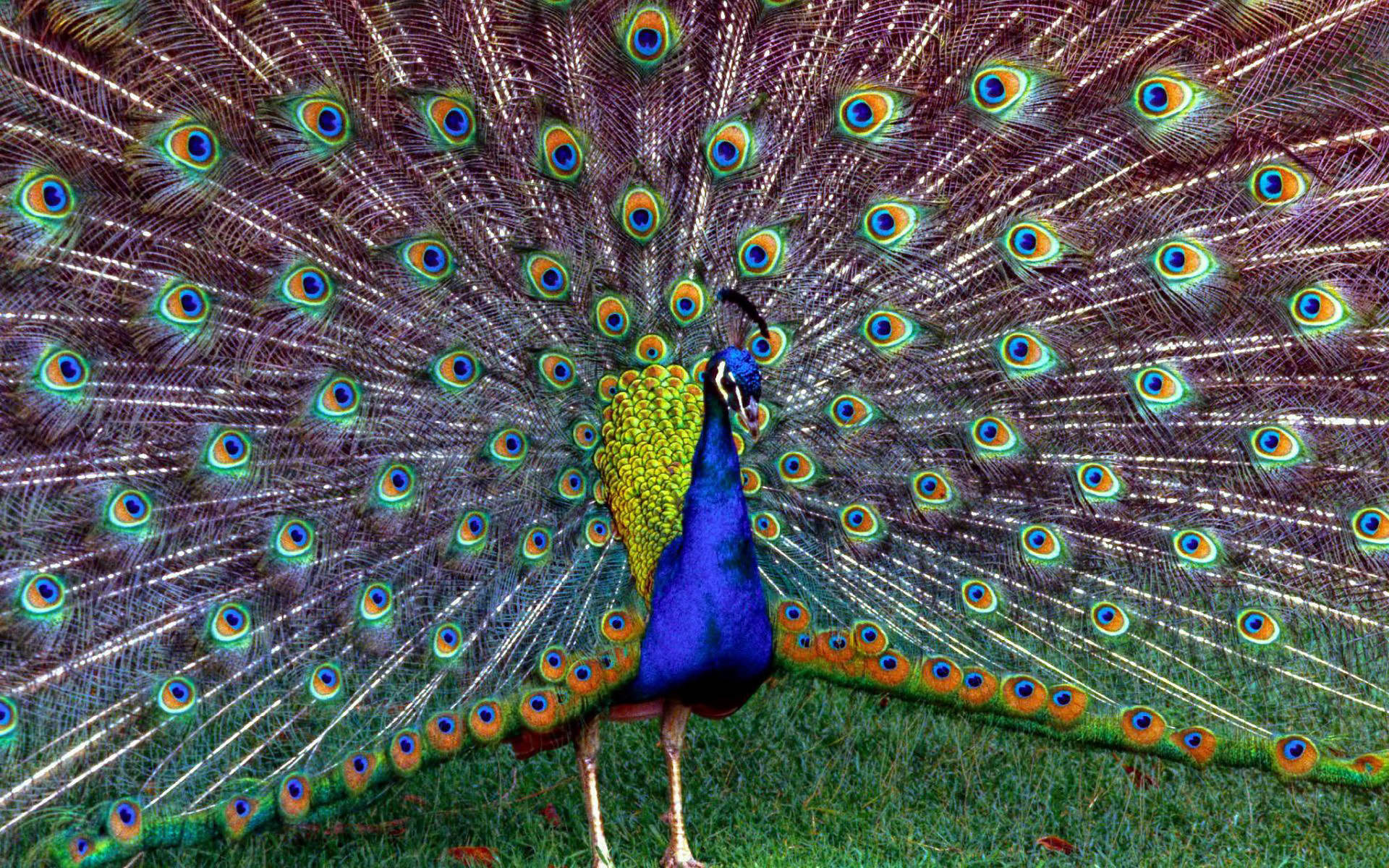 peacocks, animals, birds