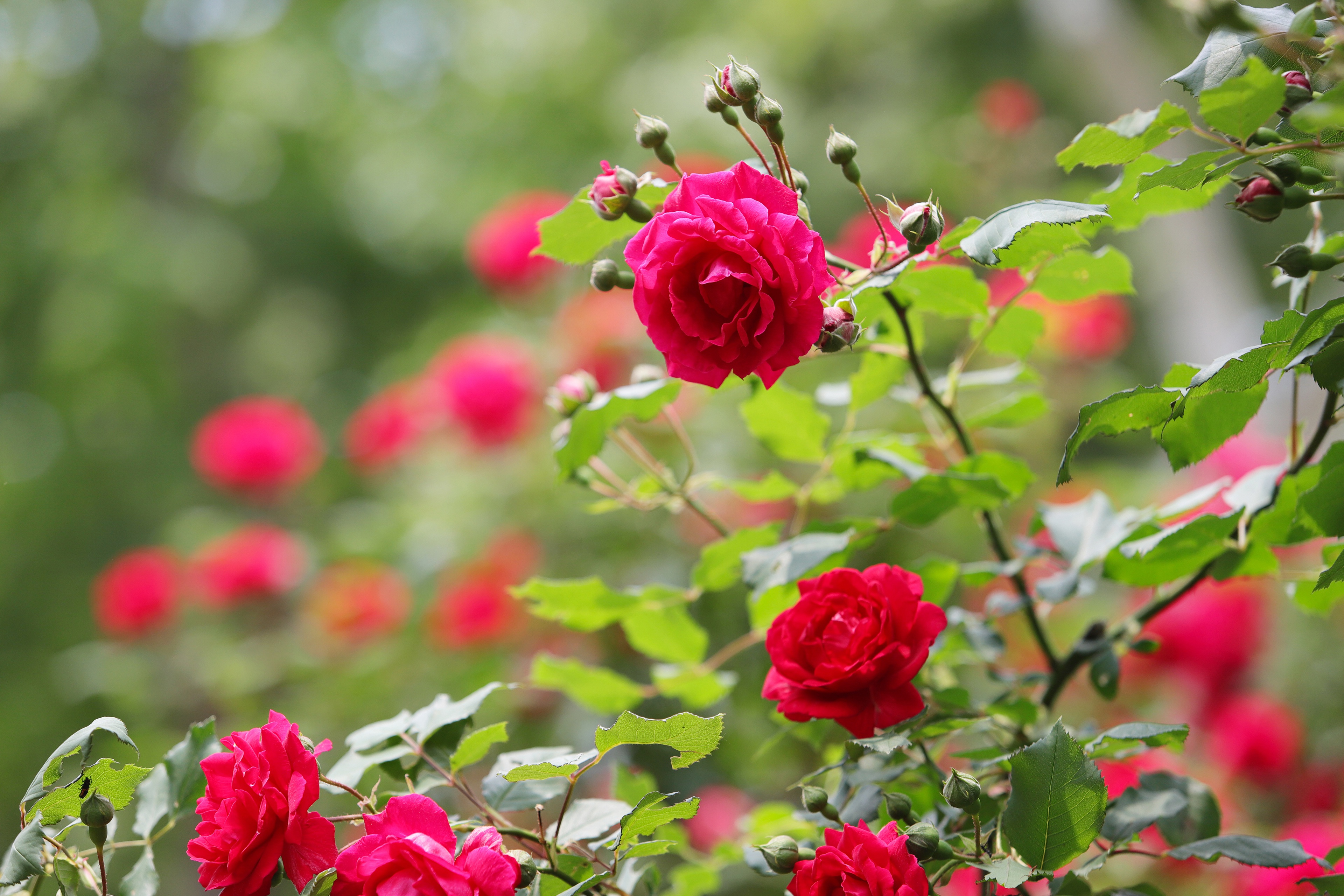 Скачать картинку Роза, Куст, Красная Роза, Красный Цветок, Земля/природа, Розовый Куст в телефон бесплатно.
