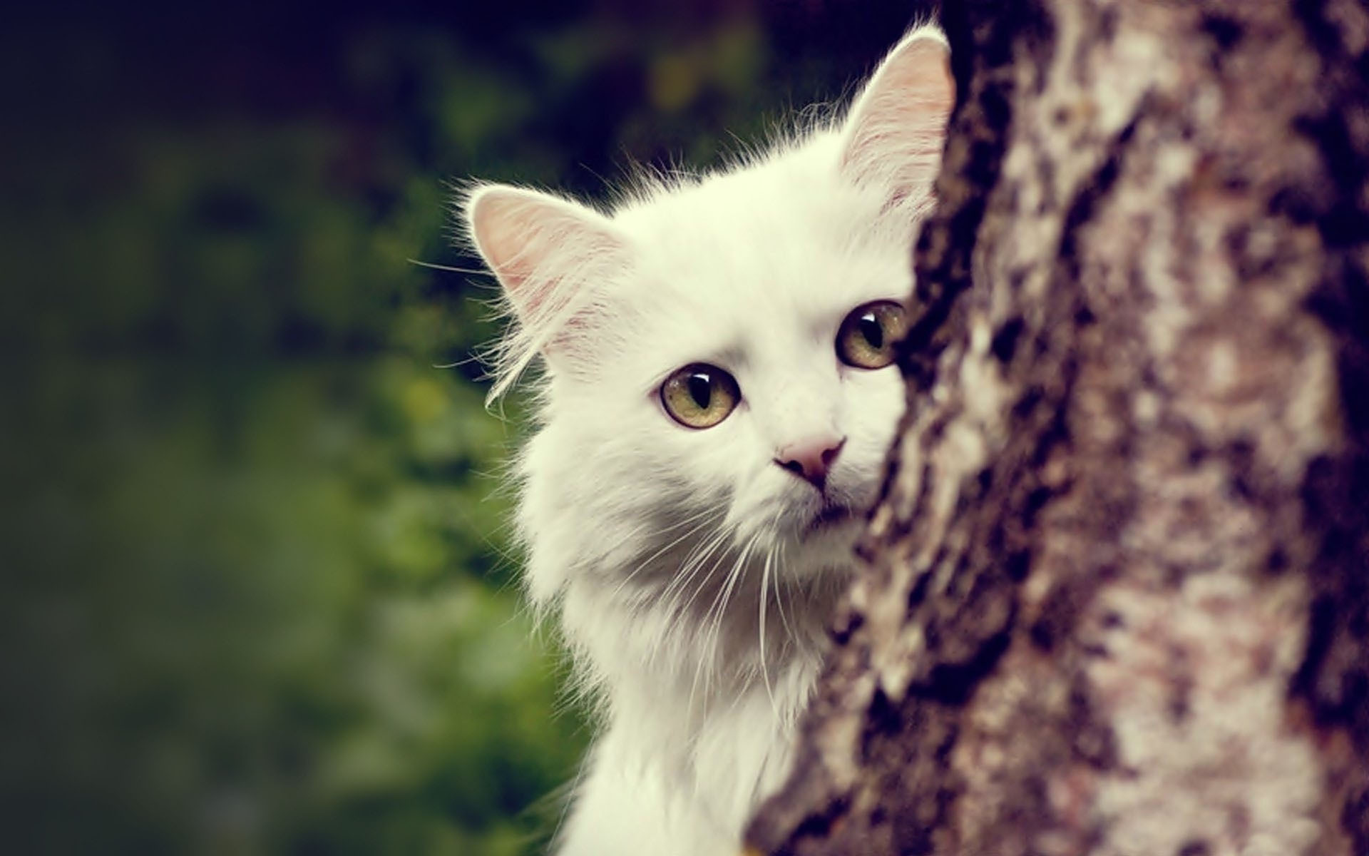 Téléchargez gratuitement l'image Animaux, Chat sur le bureau de votre PC