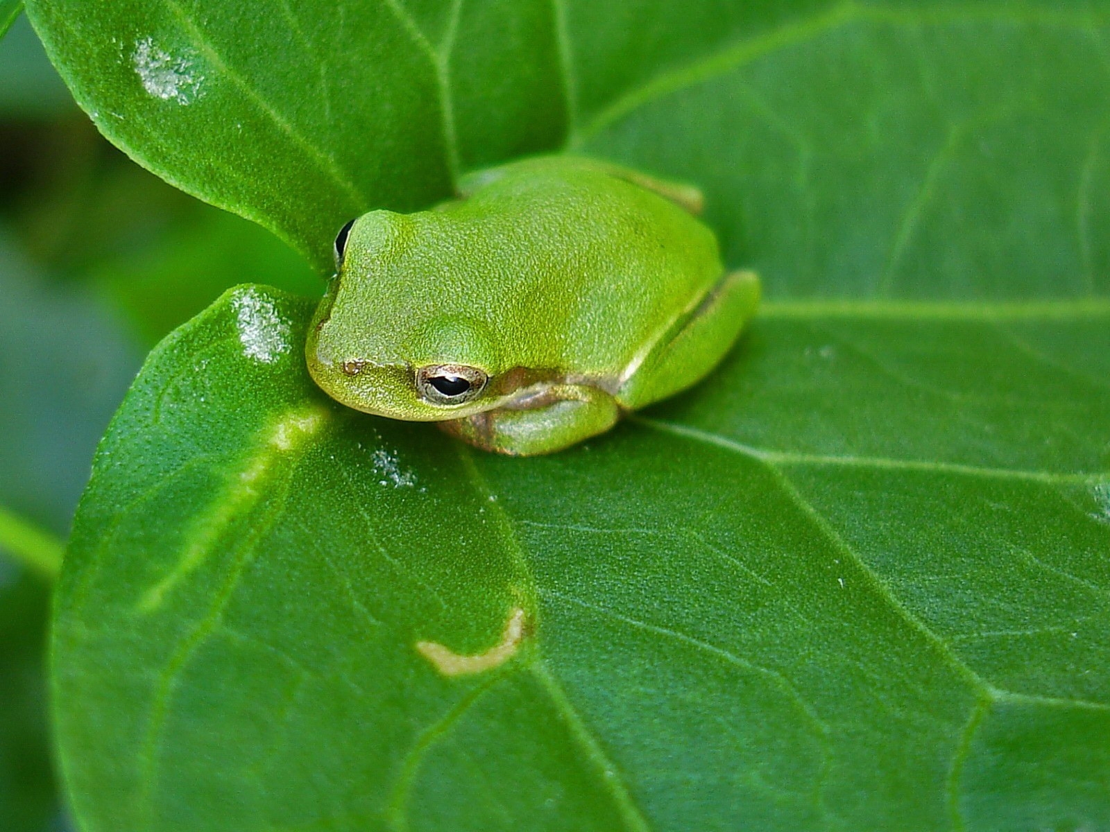 Linux Frogs Wallpaper