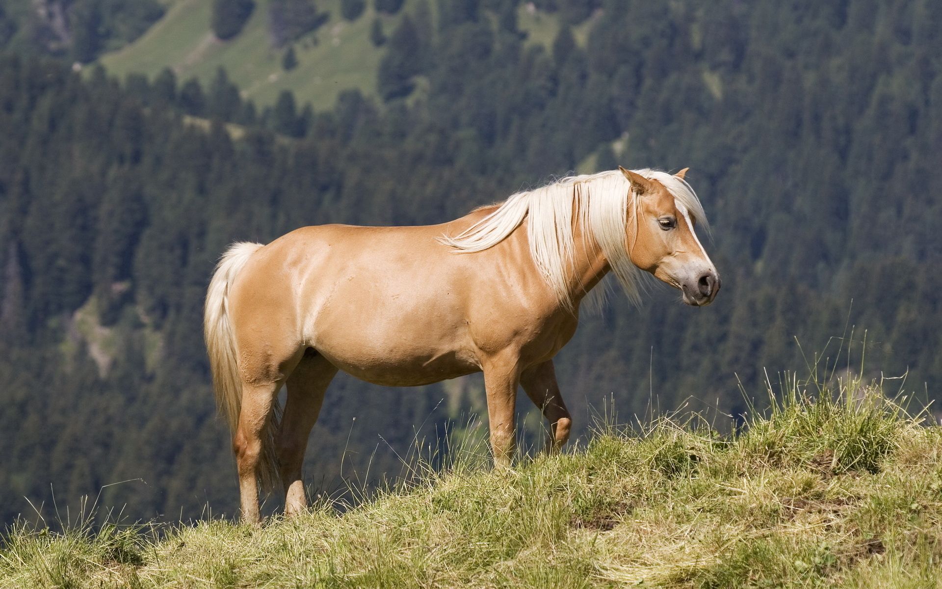 Download mobile wallpaper Brilliant Mane, Shiny Mane, Animals, Grass, Mountains, Horse for free.