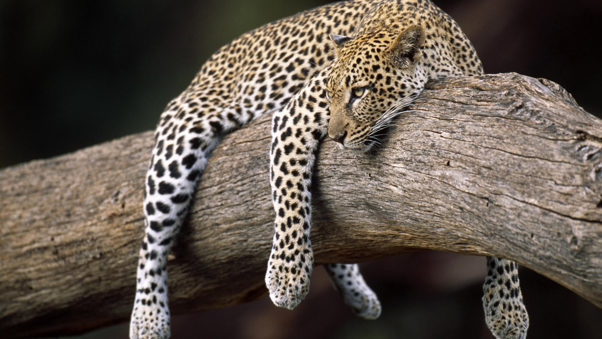 Baixar papel de parede para celular de Animais, Leopardo gratuito.