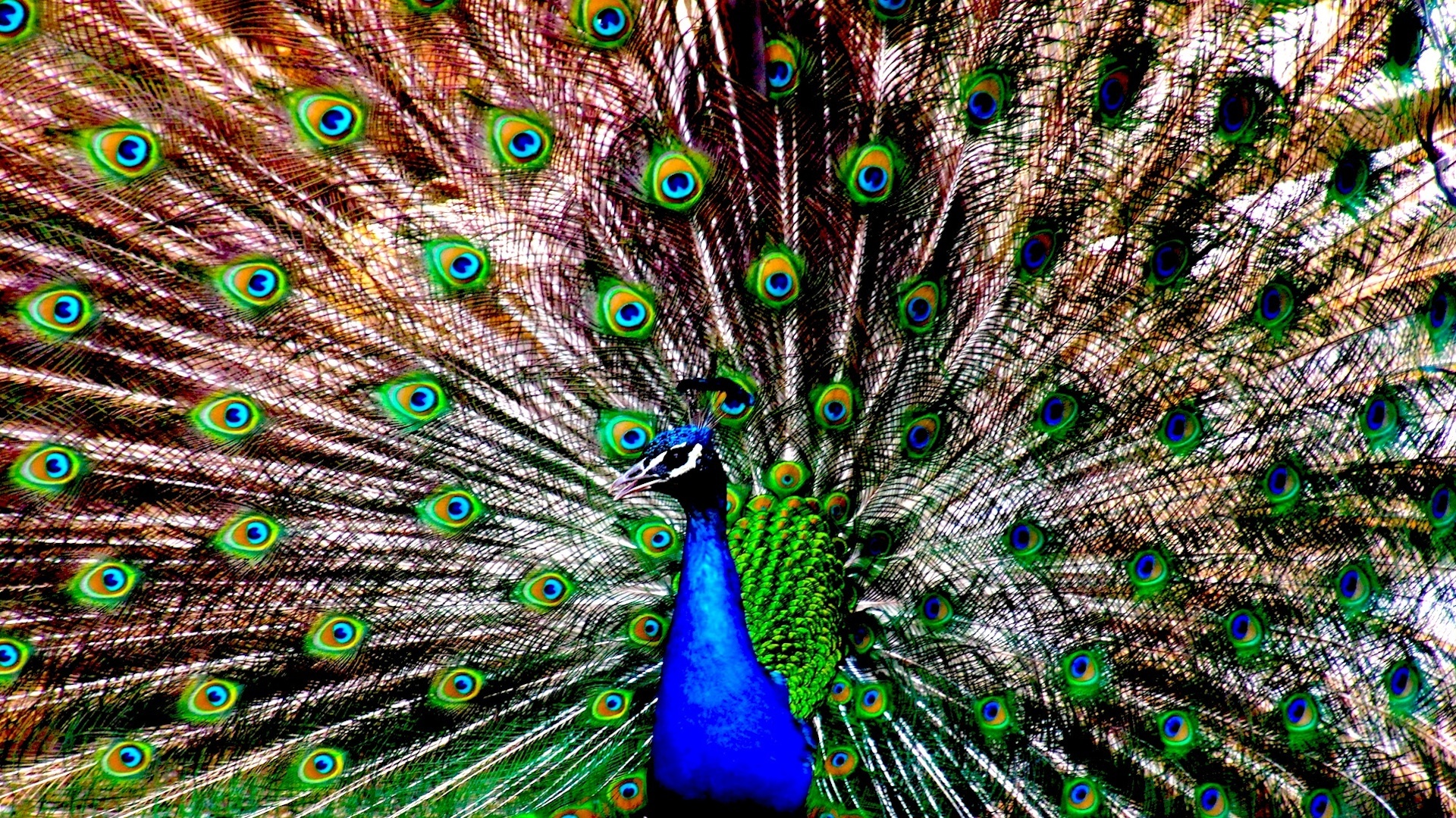 Descarga gratis la imagen Pavo Real, Aves, Animales en el escritorio de tu PC