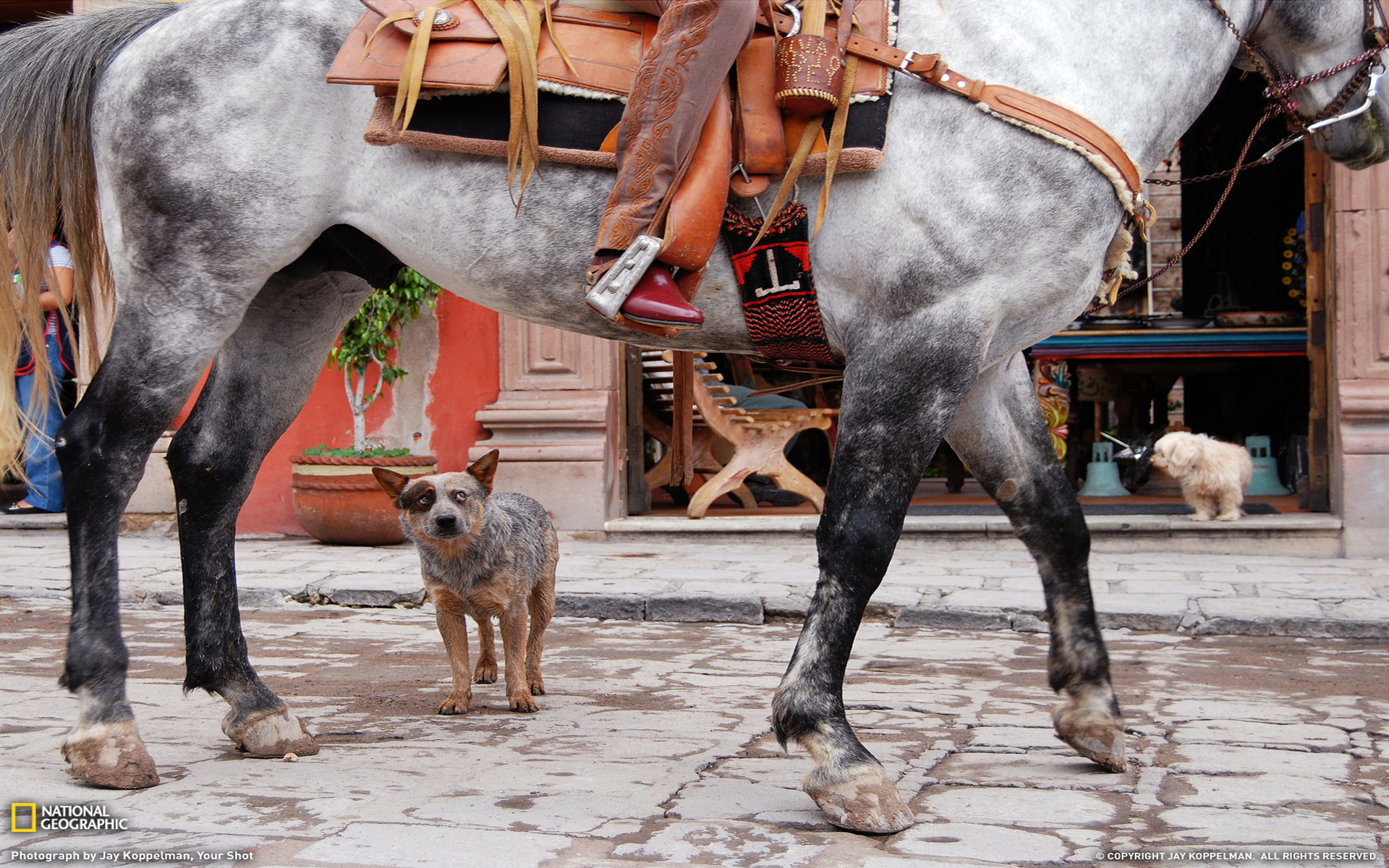 Laden Sie das Hunde, Hund, Tiere-Bild kostenlos auf Ihren PC-Desktop herunter