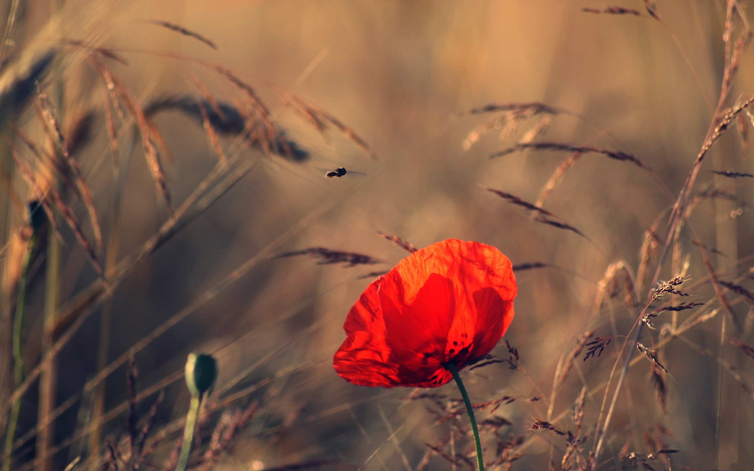 Handy-Wallpaper Blumen, Mohn, Erde/natur kostenlos herunterladen.