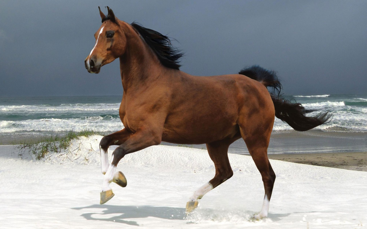 Free download wallpaper Animal, Horse on your PC desktop