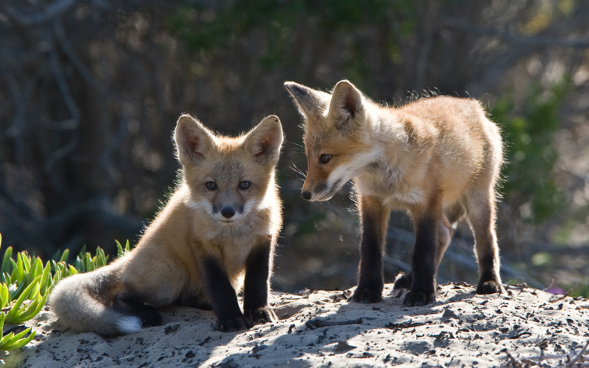 Laden Sie das Tiere, Fuchs, Tierbaby-Bild kostenlos auf Ihren PC-Desktop herunter
