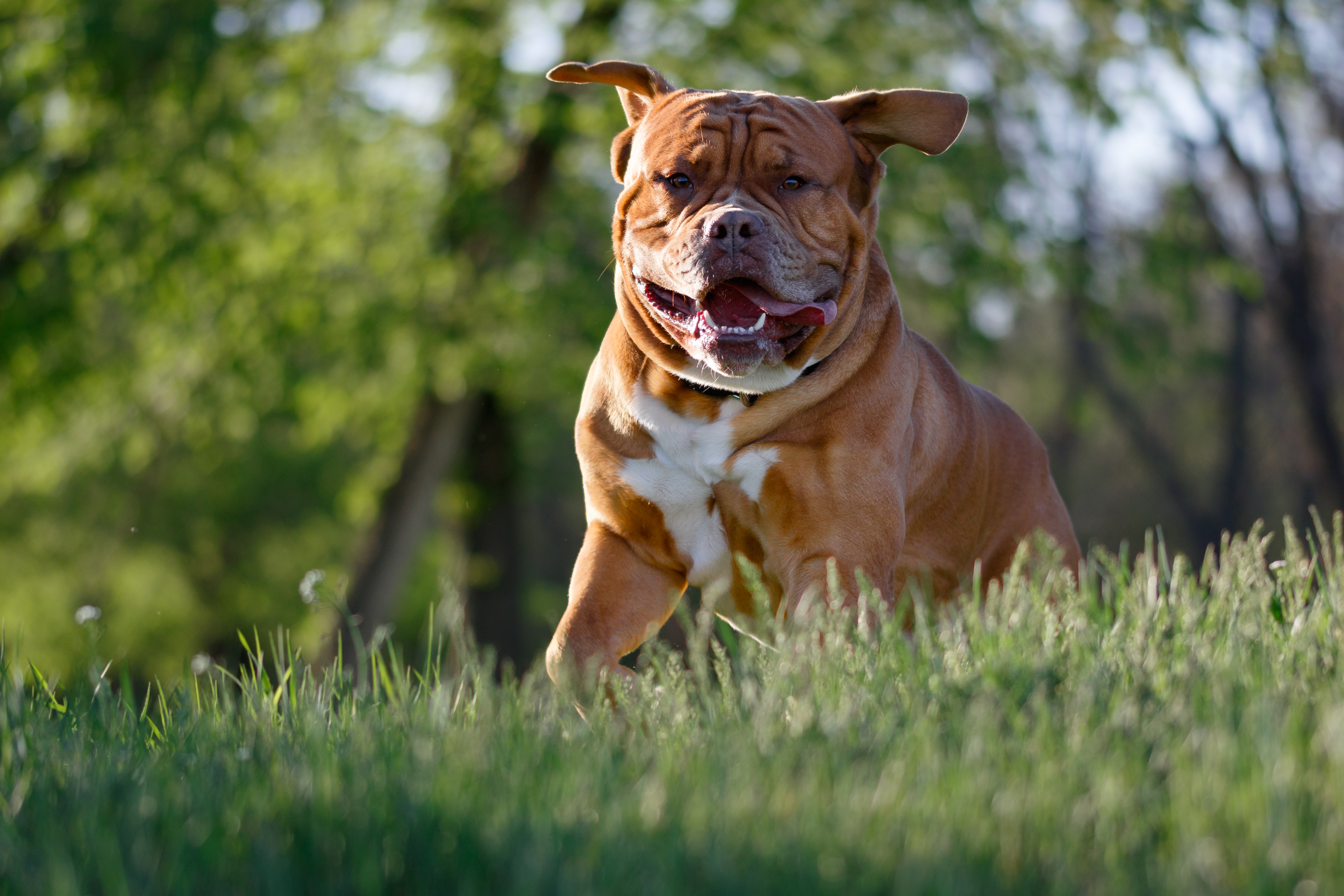 Handy-Wallpaper Hund, Hervorstehende Zunge, Zunge Herausgeklemmt, Bulldogge, Bulldog, Tiere kostenlos herunterladen.