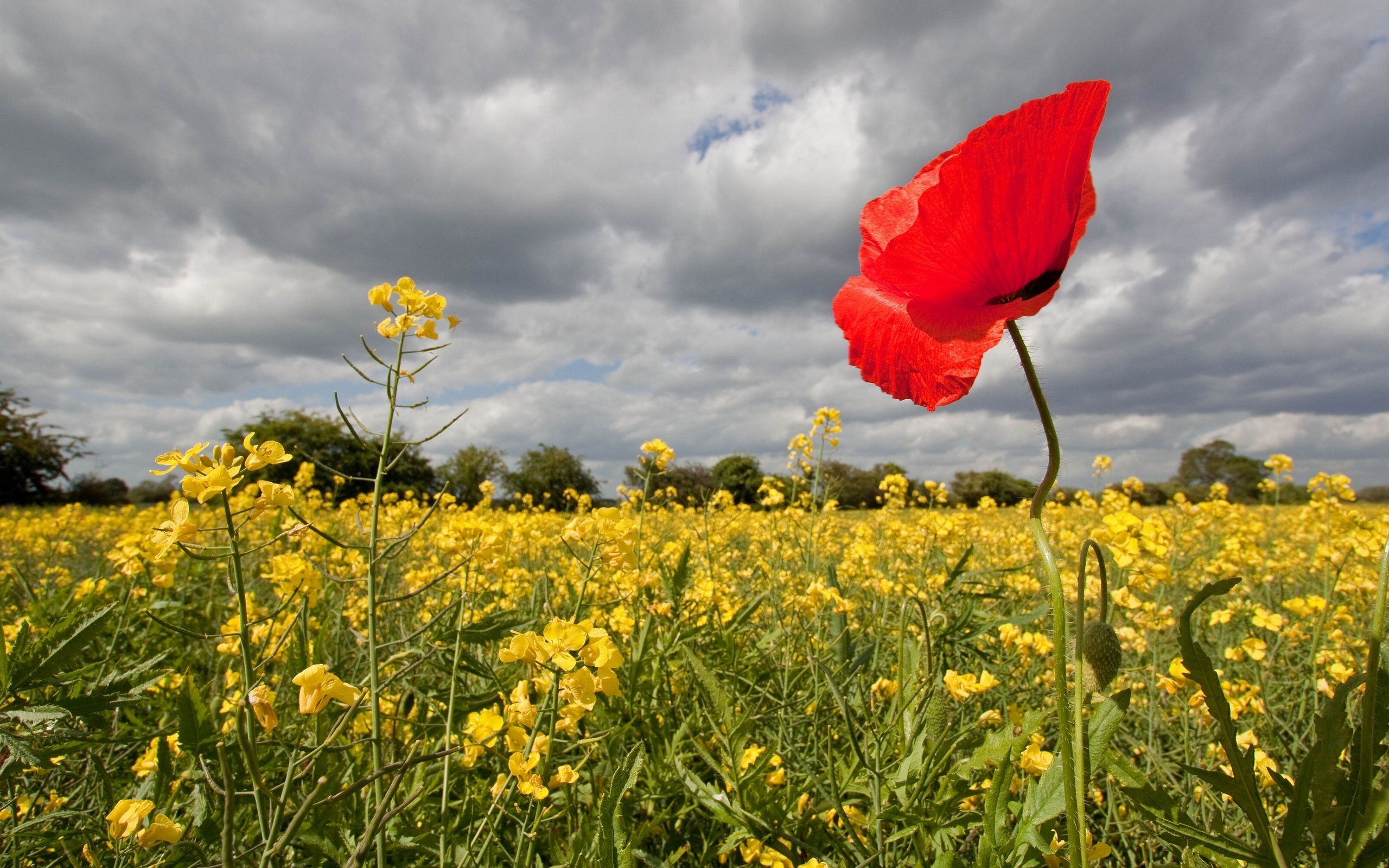 Free download wallpaper Flowers, Flower, Earth on your PC desktop