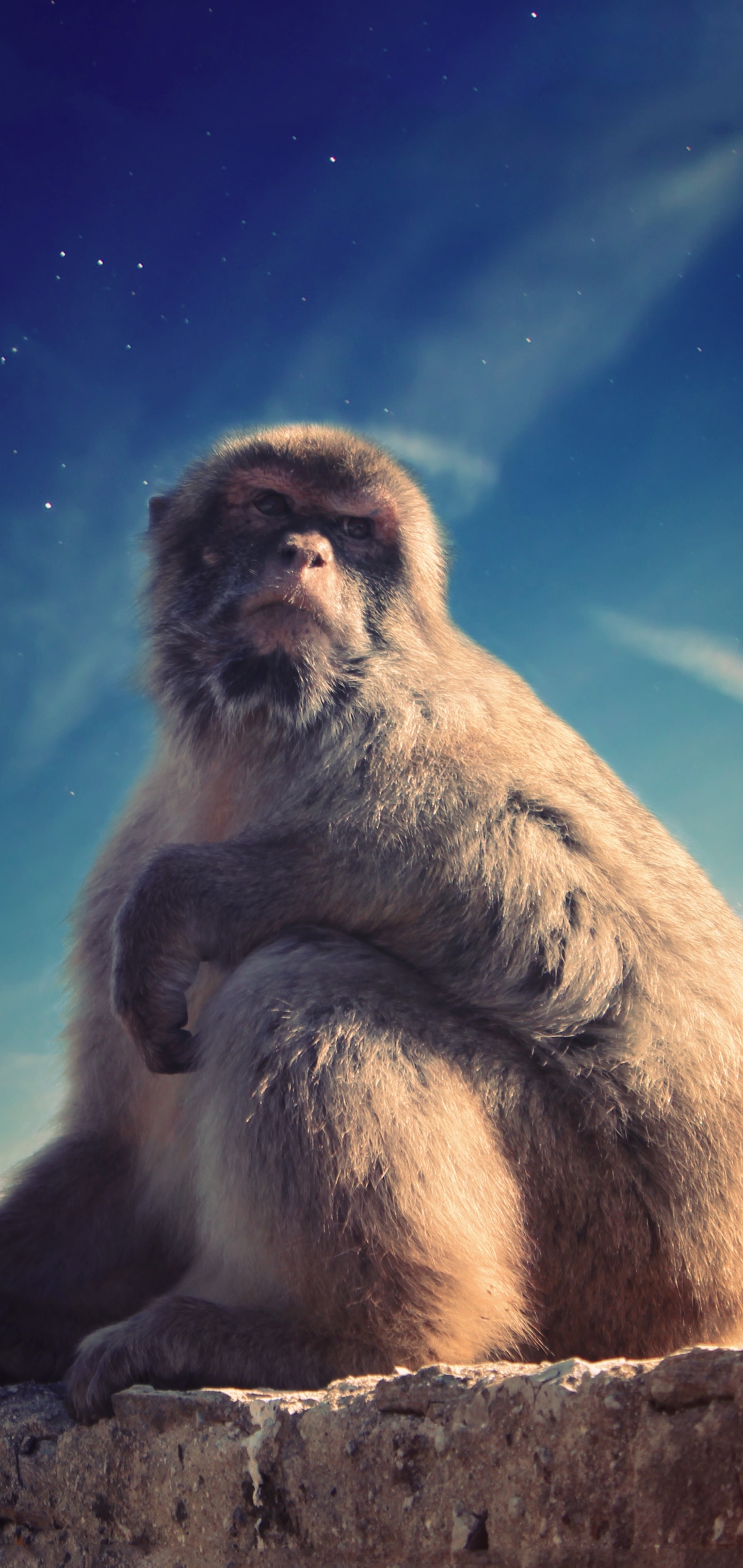 Free download wallpaper Monkeys, Monkey, Animal on your PC desktop