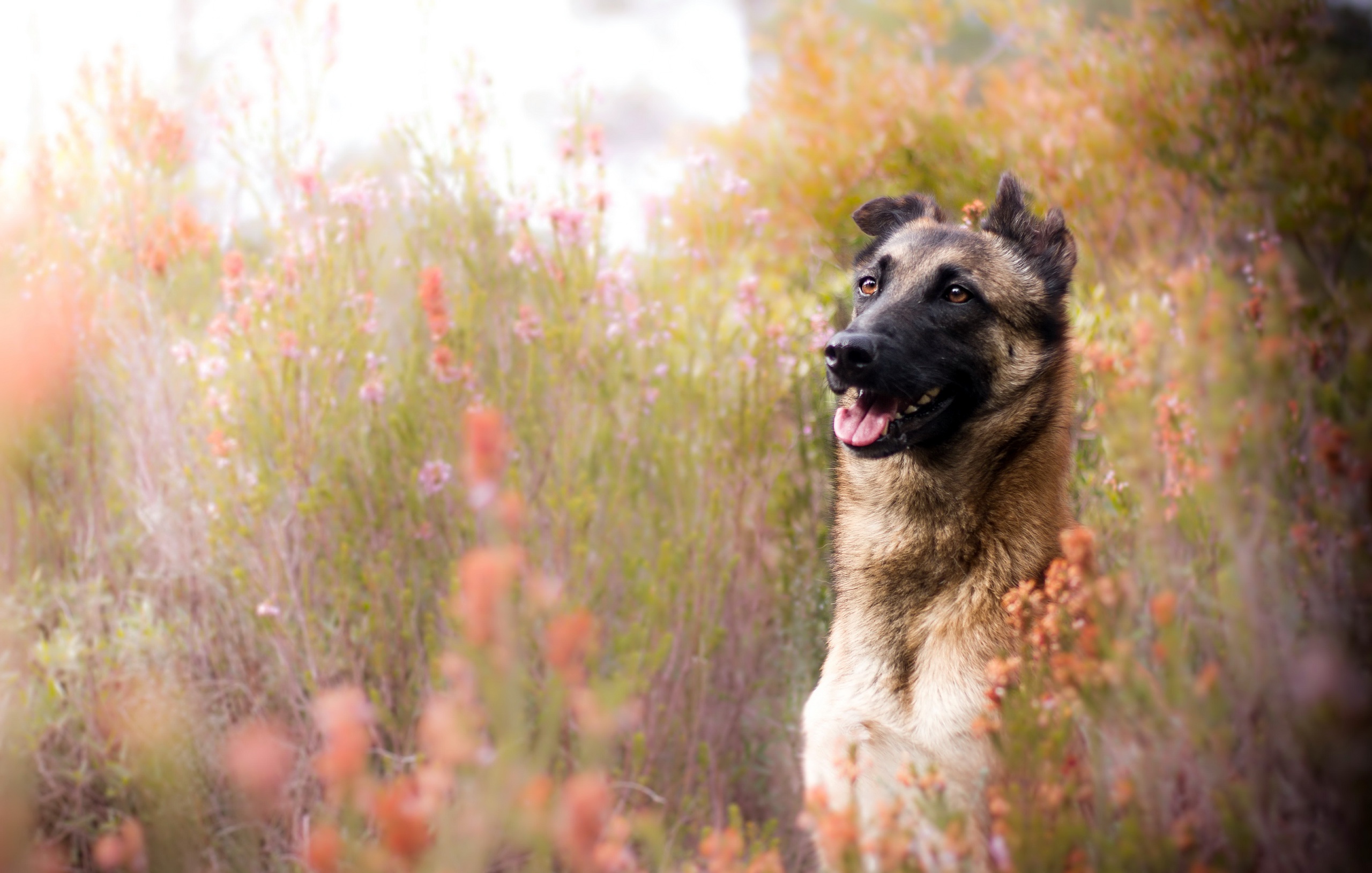 Descarga gratuita de fondo de pantalla para móvil de Animales, Perros, Perro, Bozal, Pastor Alemán, Difuminado.