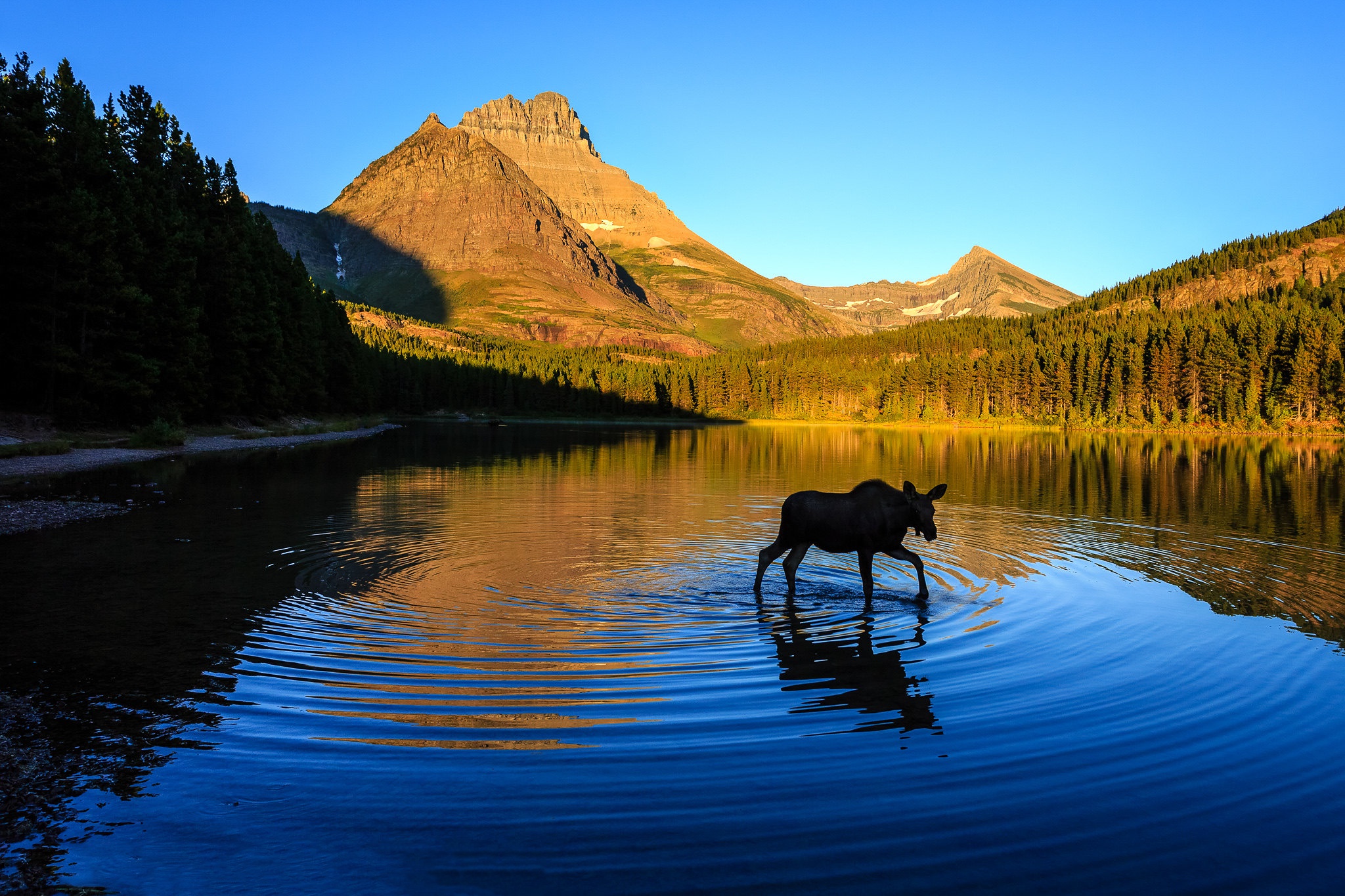 Download mobile wallpaper Mountain, Lake, Forest, Animal, Moose for free.