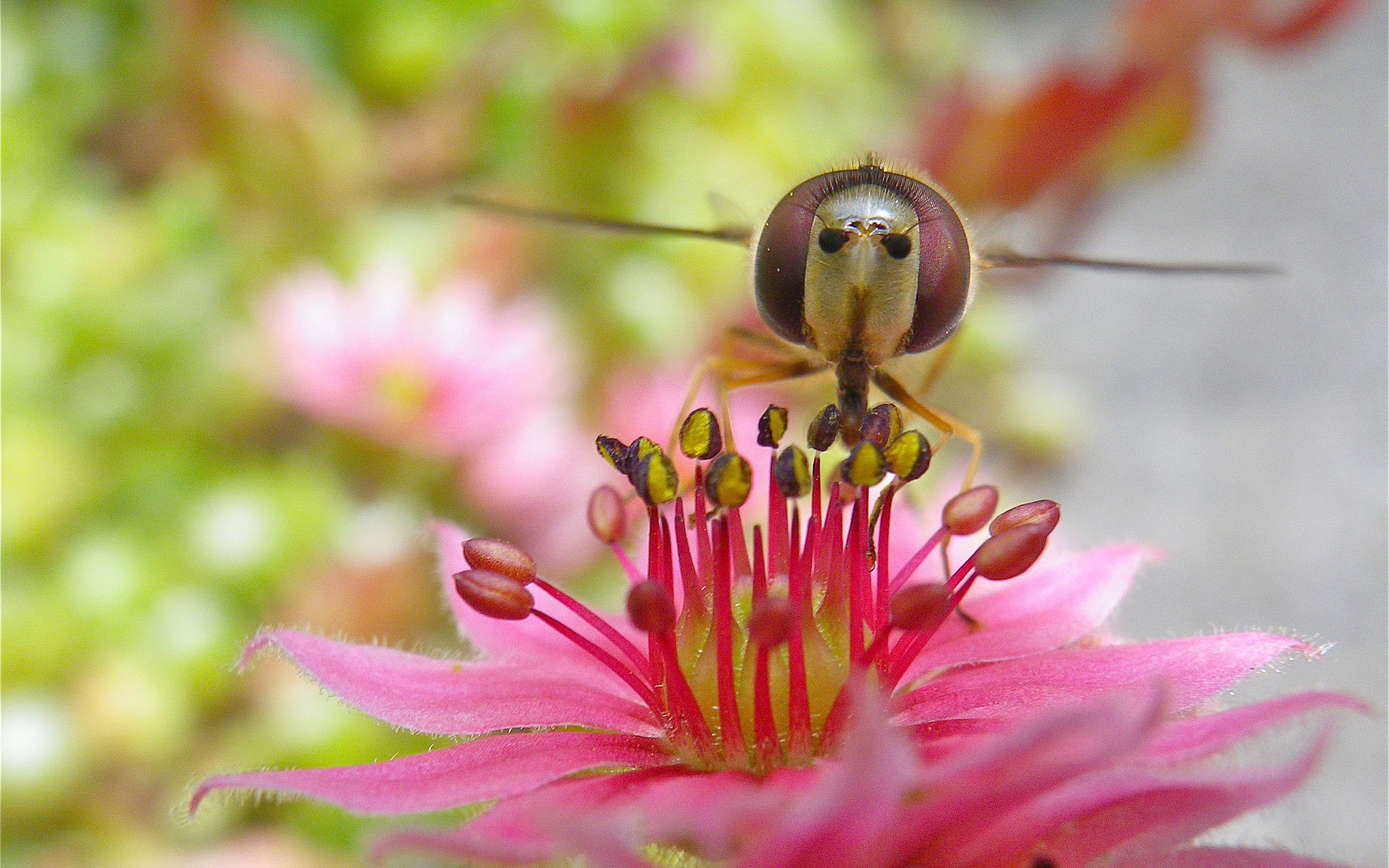 614814 descargar fondo de pantalla animales, sírfido, abeja, de cerca, naturaleza: protectores de pantalla e imágenes gratis