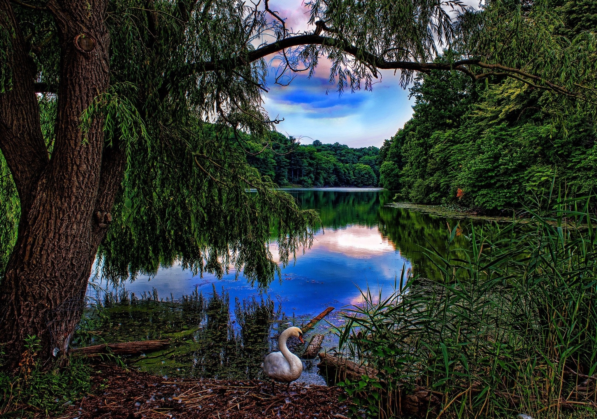 Free download wallpaper Birds, Lake, Tree, Animal, Swan, Spring, Mute Swan on your PC desktop