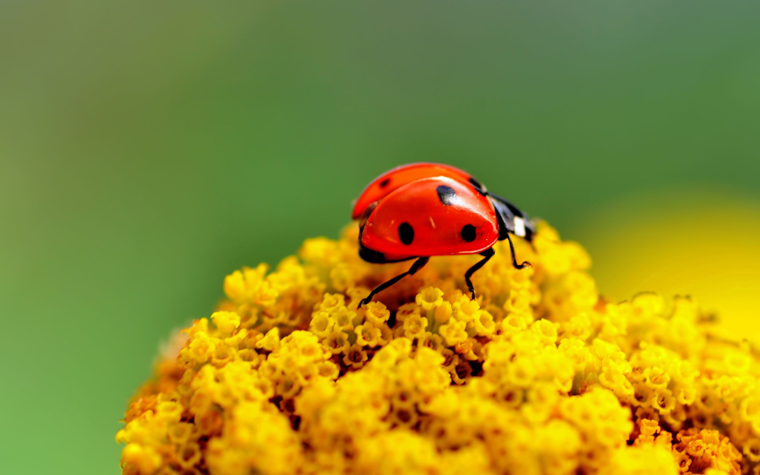 flower, macro, surface, insect, ladybug, ladybird 8K