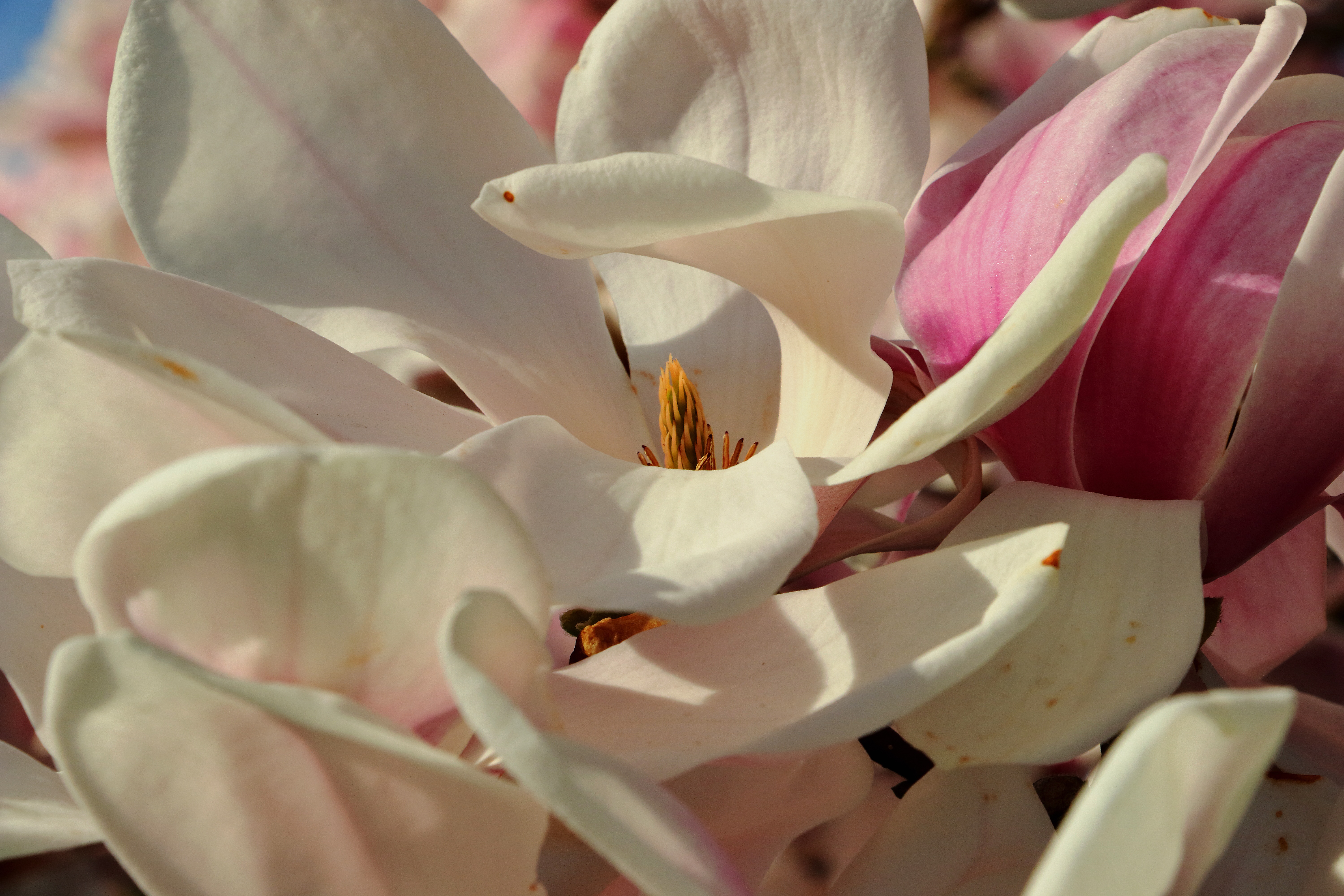Free download wallpaper Flowers, Petals, Magnolia on your PC desktop