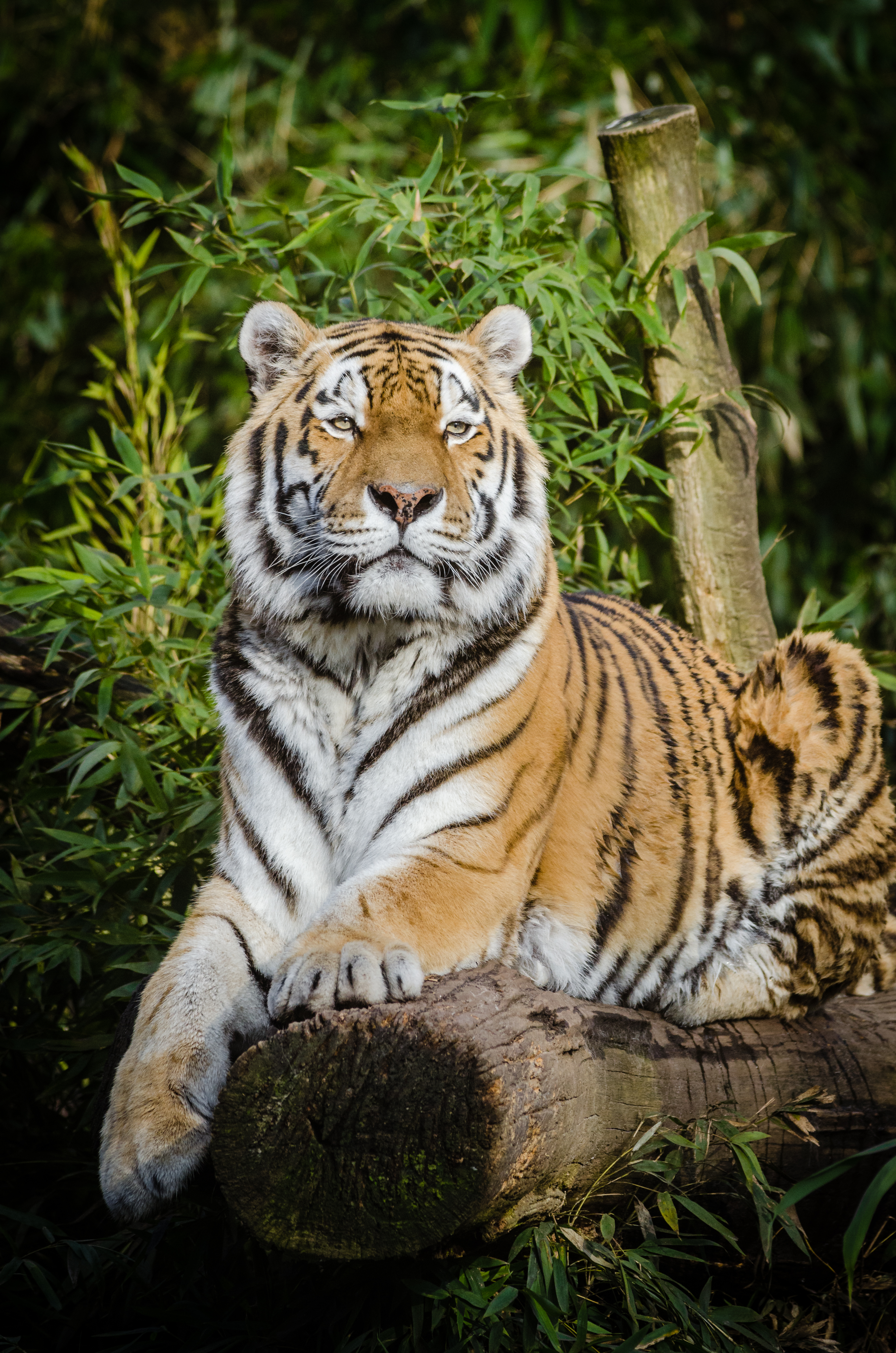 111666 скачать картинку дикая природа, большая кошка, тигр, сибирский тигр, животные, лежит - обои и заставки бесплатно