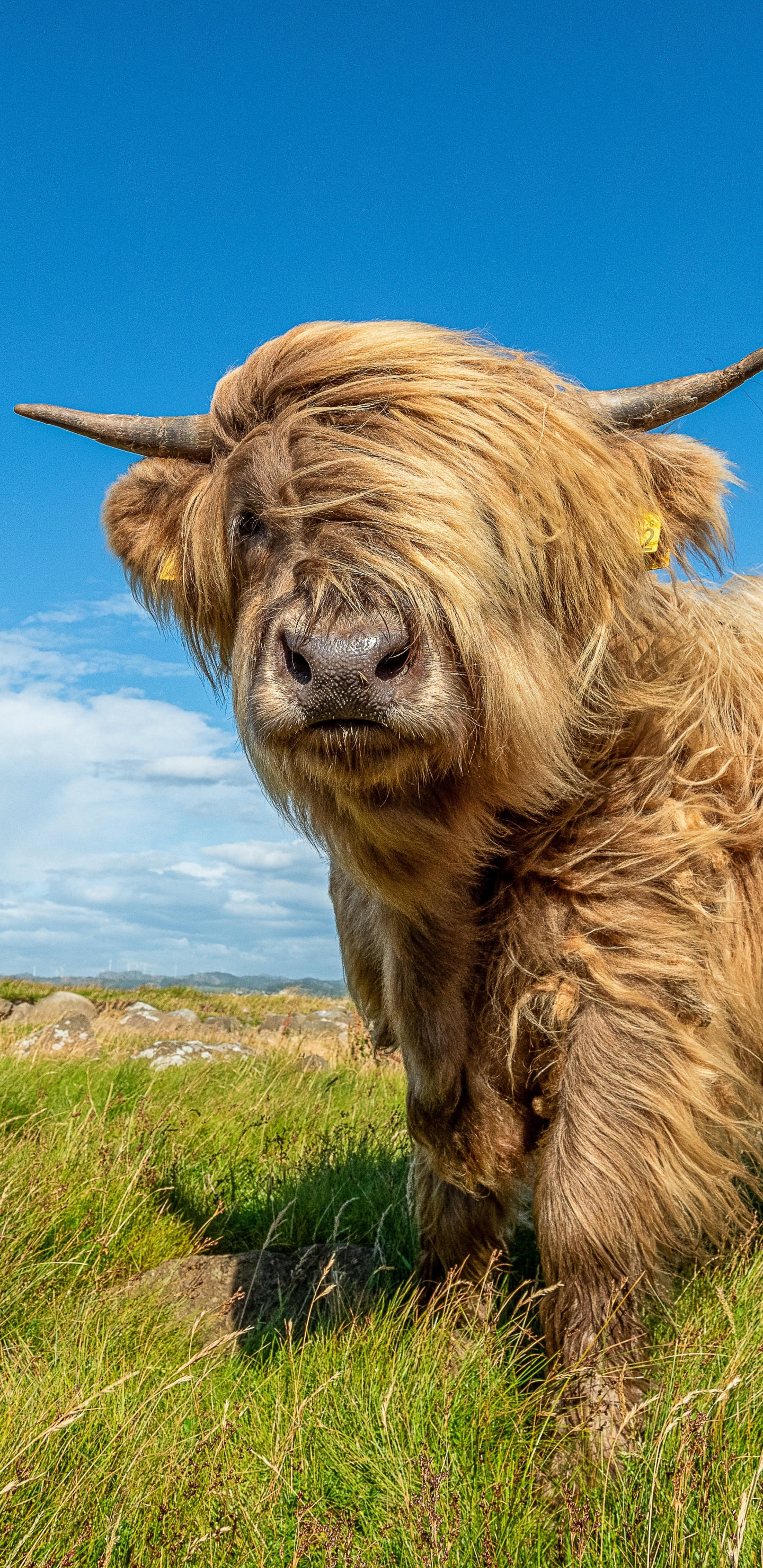 Téléchargez des papiers peints mobile Animaux, Vache gratuitement.