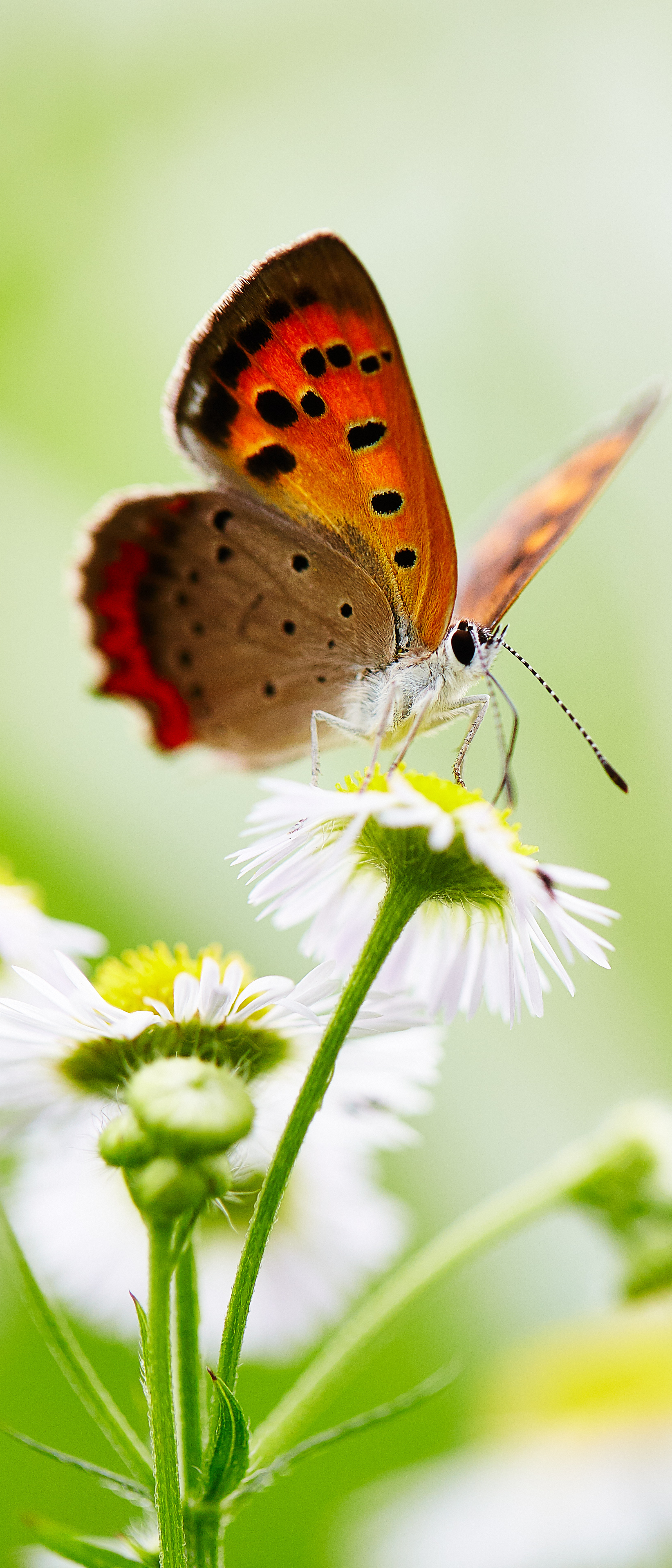 Descarga gratuita de fondo de pantalla para móvil de Animales, Flor, Macro, Insecto, Mariposa, Flor Blanca, Macrofotografía.