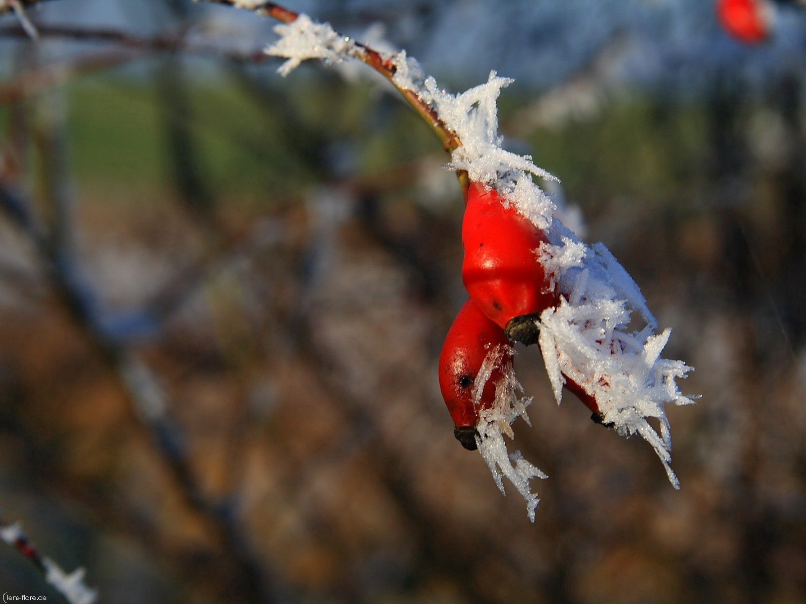 nature, berries, briar, branch, frost, hoarfrost, fruit