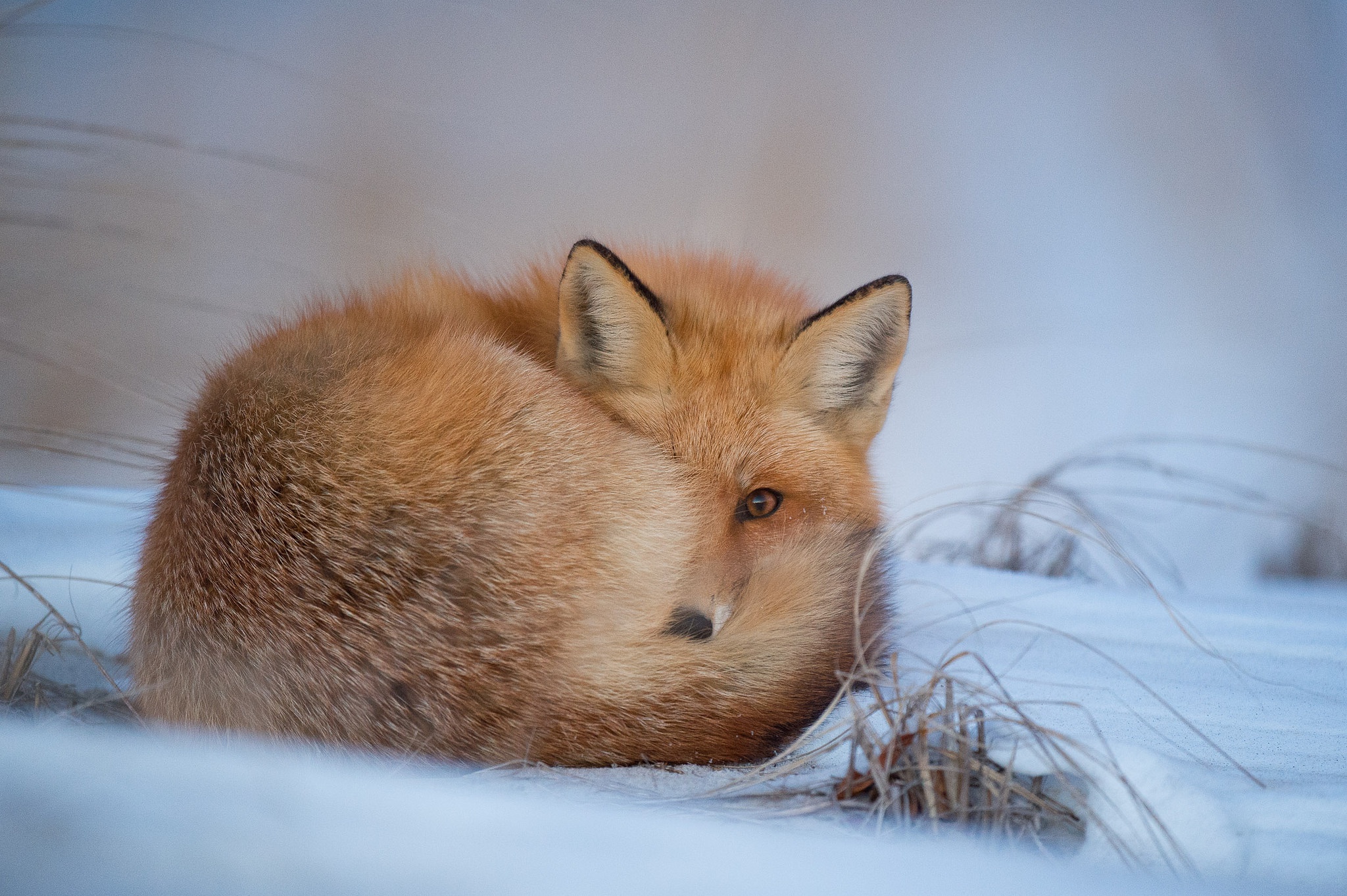 PCデスクトップに動物, 雪, 狐画像を無料でダウンロード