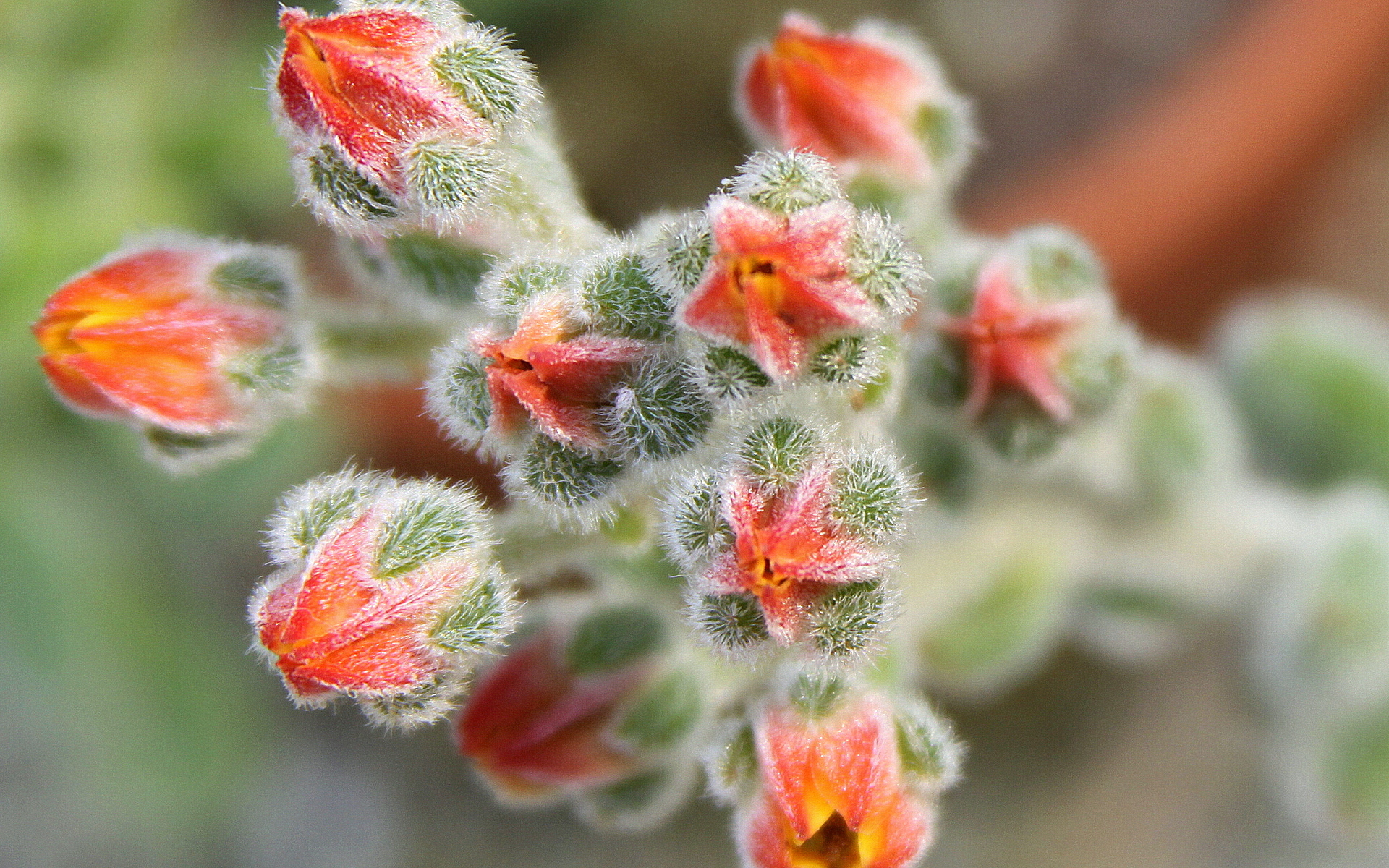 Descarga gratis la imagen Flores, Flor, Tierra/naturaleza en el escritorio de tu PC