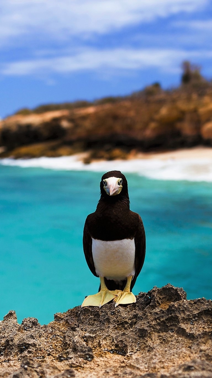 Download mobile wallpaper Birds, Bird, Animal, Brown Booby for free.