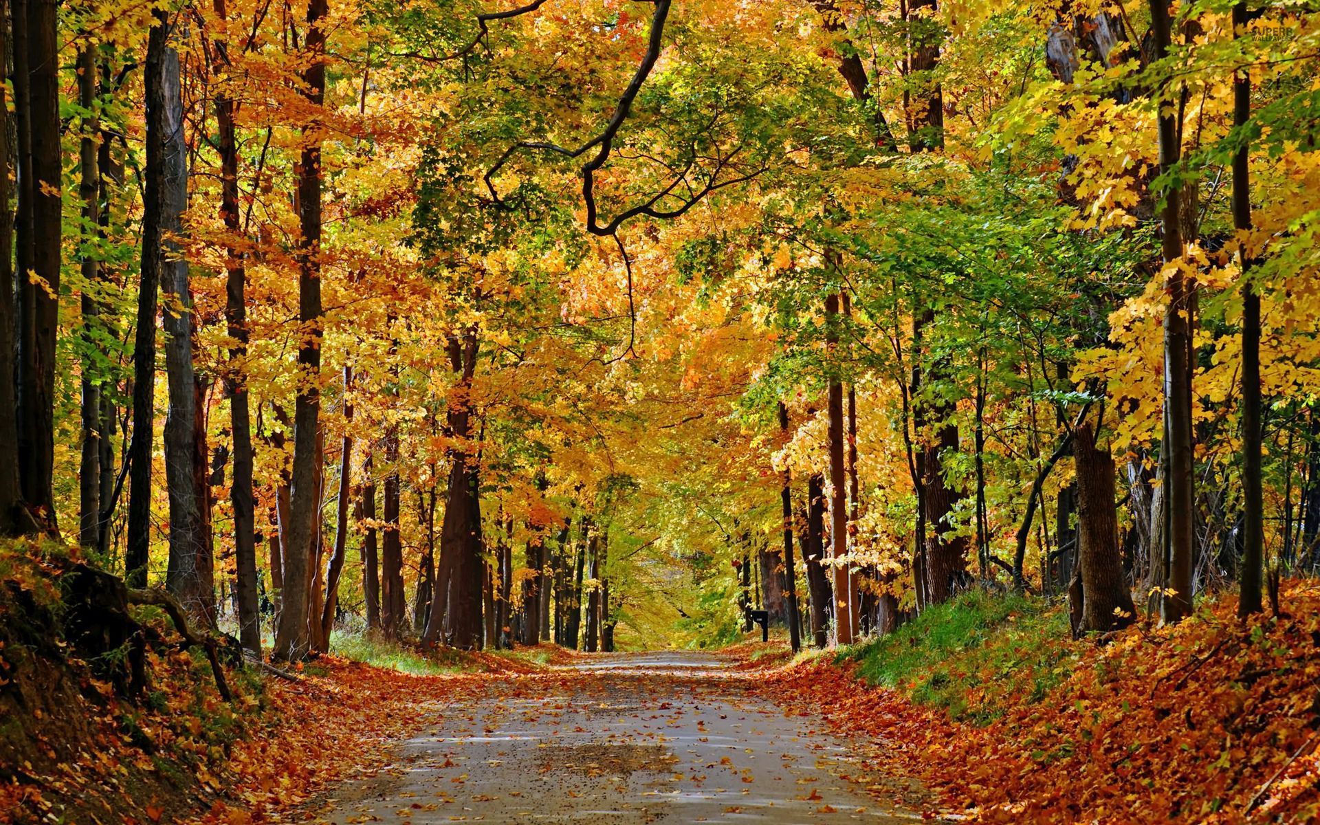 Free download wallpaper Road, Forest, Tree, Man Made on your PC desktop