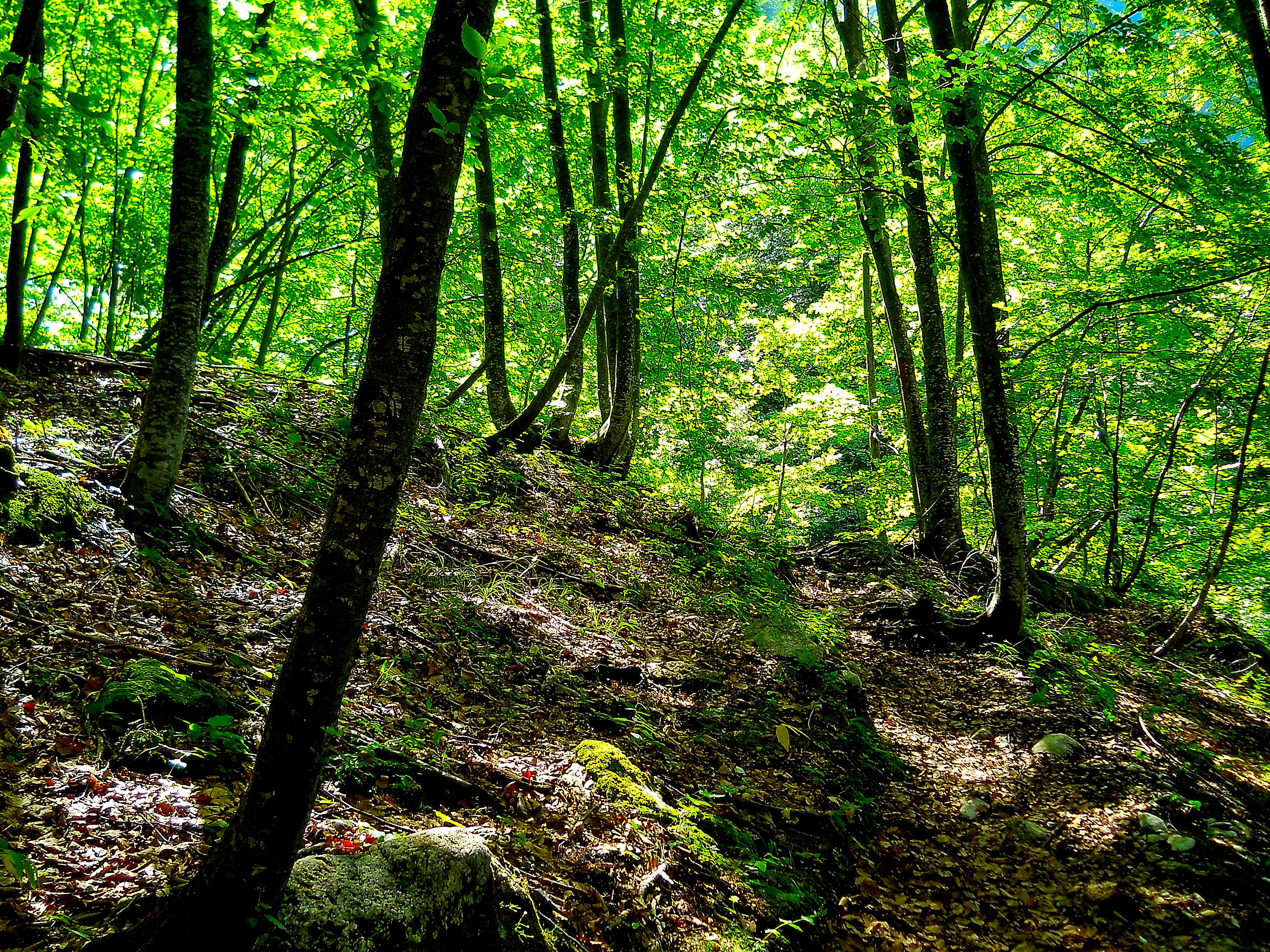 Handy-Wallpaper Wald, Erde/natur kostenlos herunterladen.