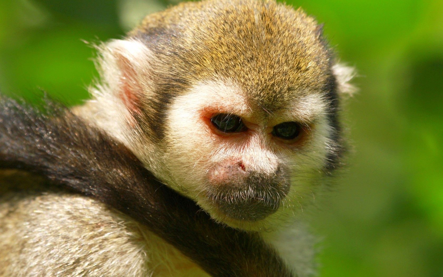54376 descargar fondo de pantalla animales, fondo, bozal, ojos, un mono, mono, visión, opinión, cola: protectores de pantalla e imágenes gratis