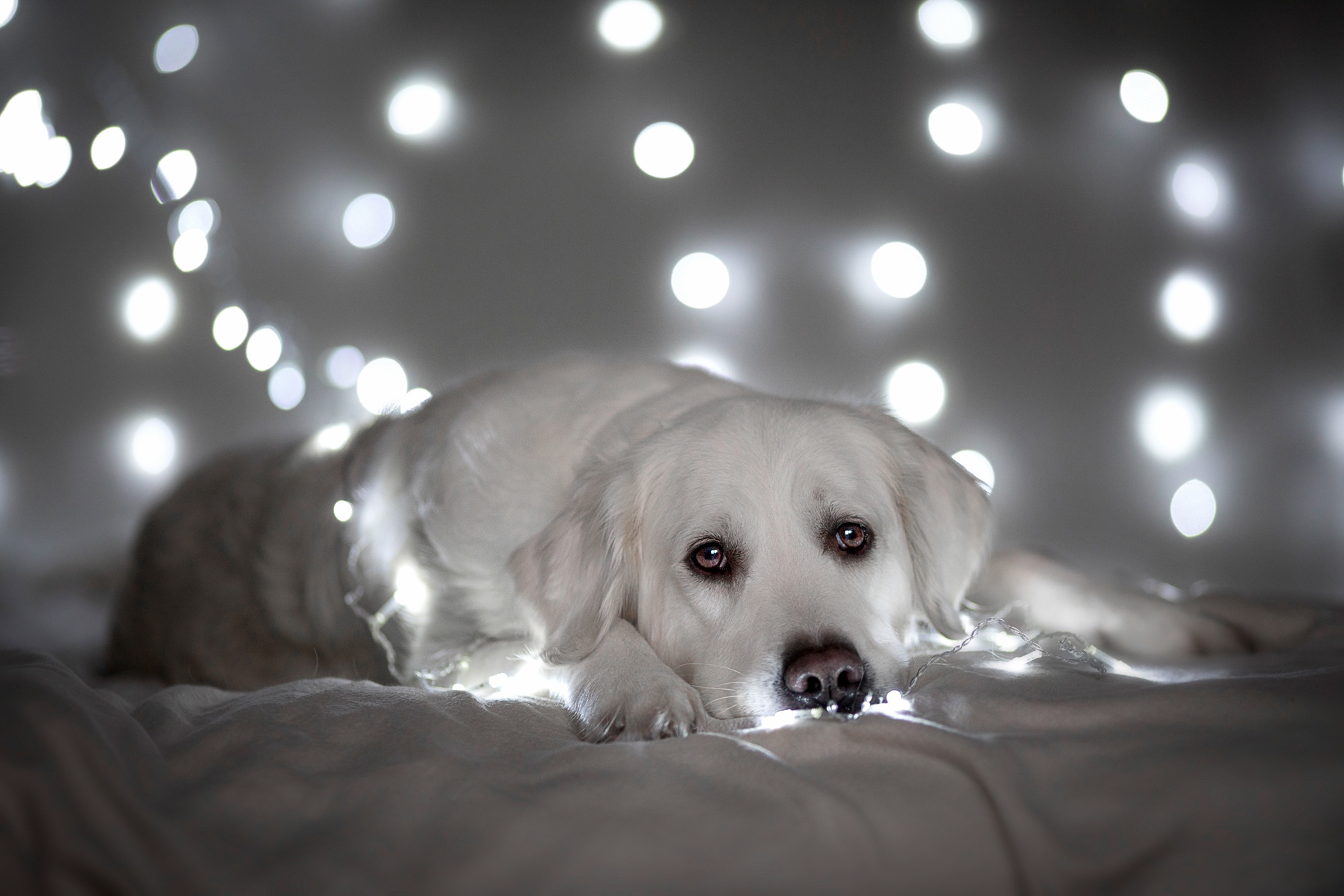 Download mobile wallpaper Dogs, Dog, Animal, Golden Retriever, Bokeh for free.