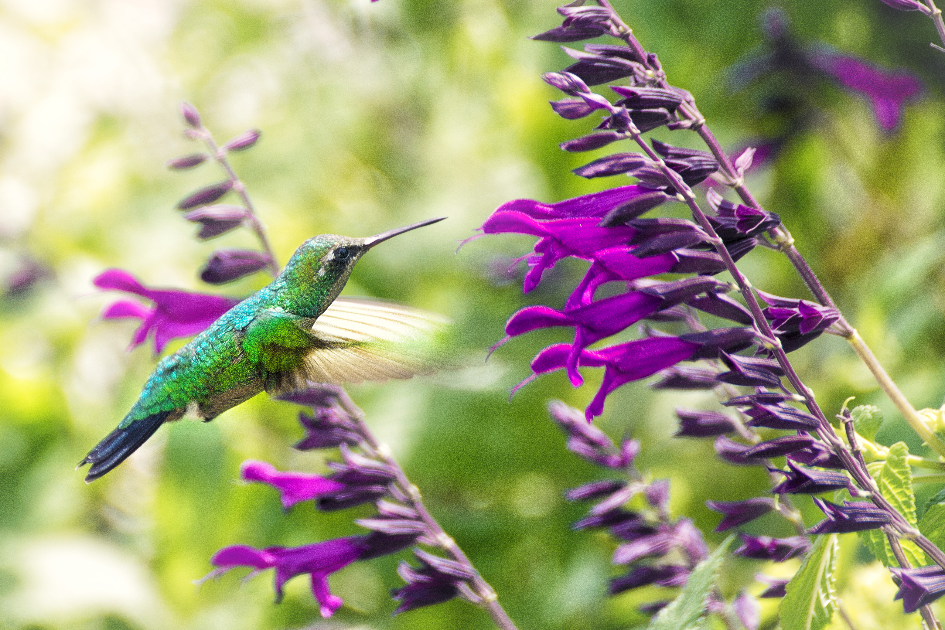 無料モバイル壁紙動物, 鳥, 花, ハチドリ, 紫色の花をダウンロードします。