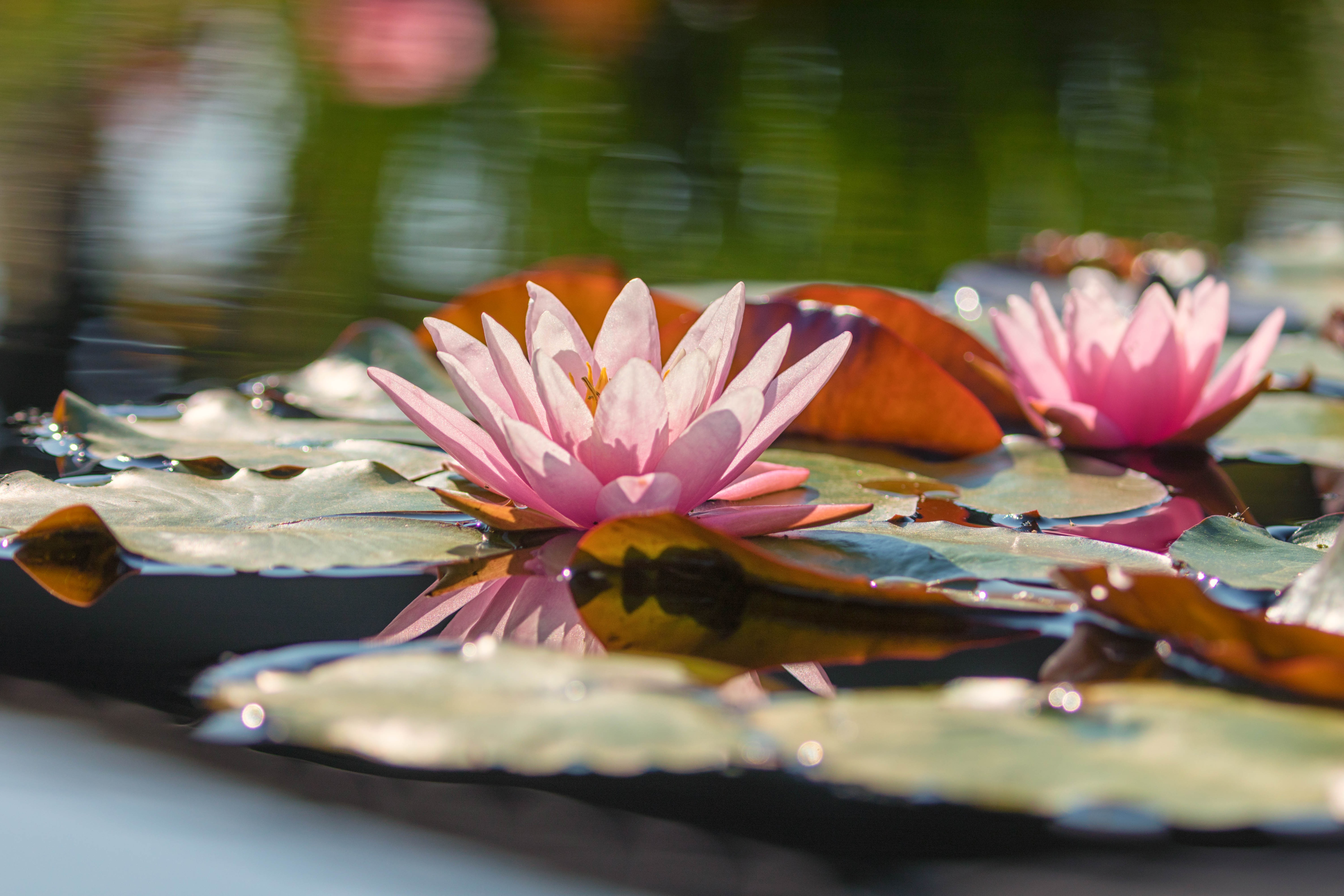 Download mobile wallpaper Nature, Flowers, Lotus, Flower, Earth, Water Lily, Pink Flower for free.