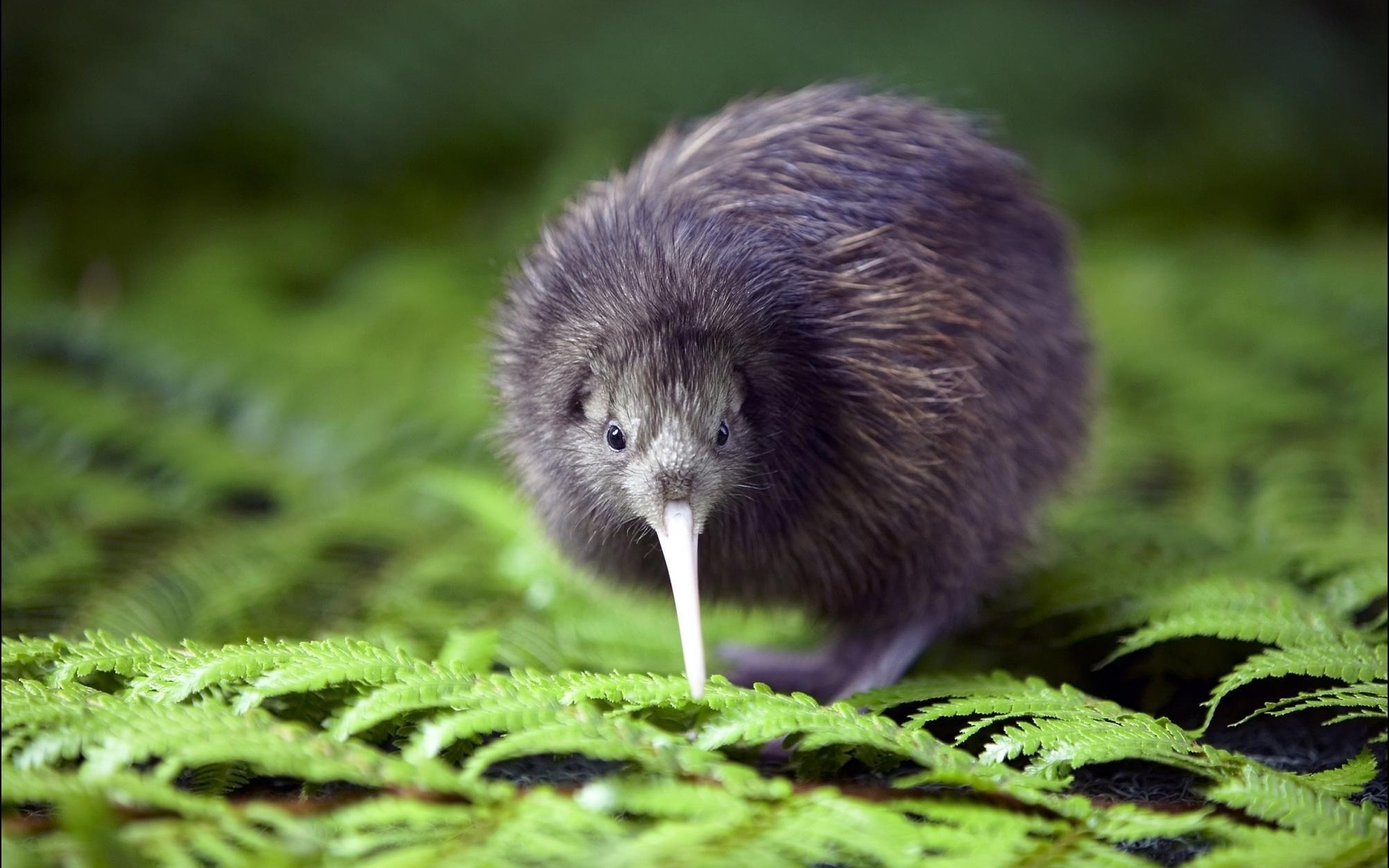 Téléchargez gratuitement l'image Animaux, Kiwi, Oiseau sur le bureau de votre PC