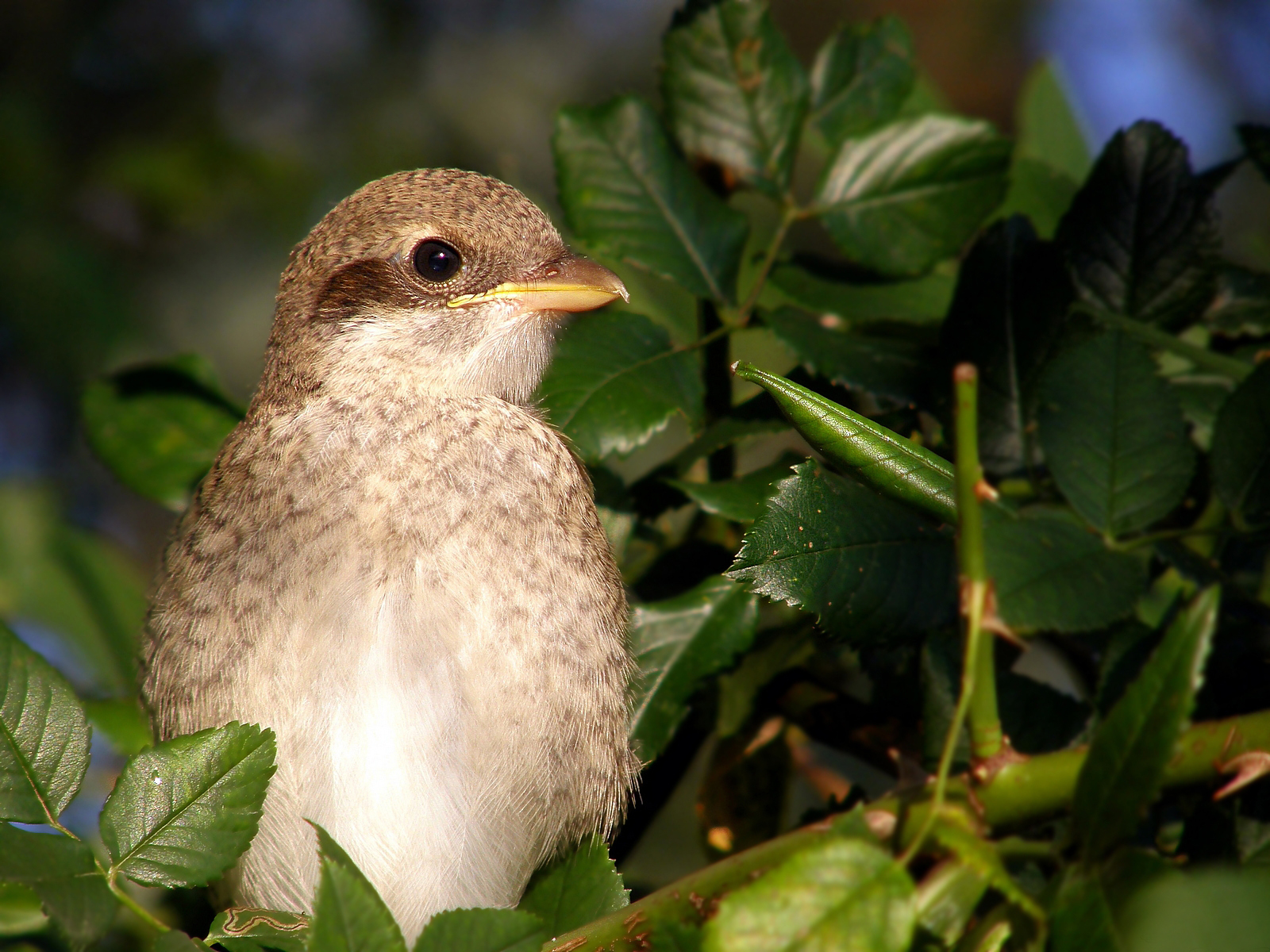 Free download wallpaper Bird, Birds, Animal on your PC desktop