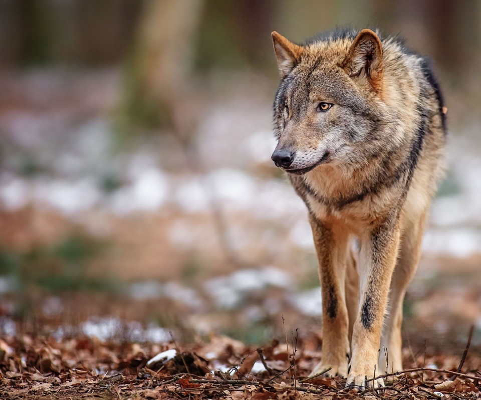 Téléchargez des papiers peints mobile Animaux, Loup, Wolves gratuitement.