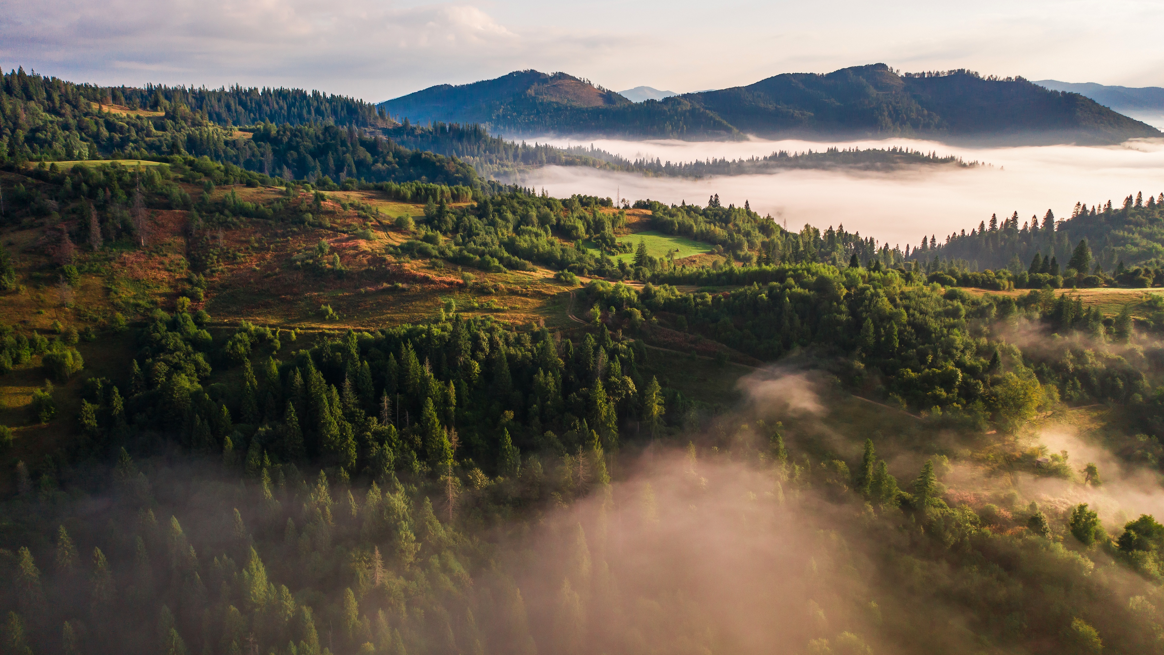 Laden Sie das Wald, Nebel, Hügel, Morgen, Gebirge, Fotografie, Tanne, Luftbildfotografie-Bild kostenlos auf Ihren PC-Desktop herunter