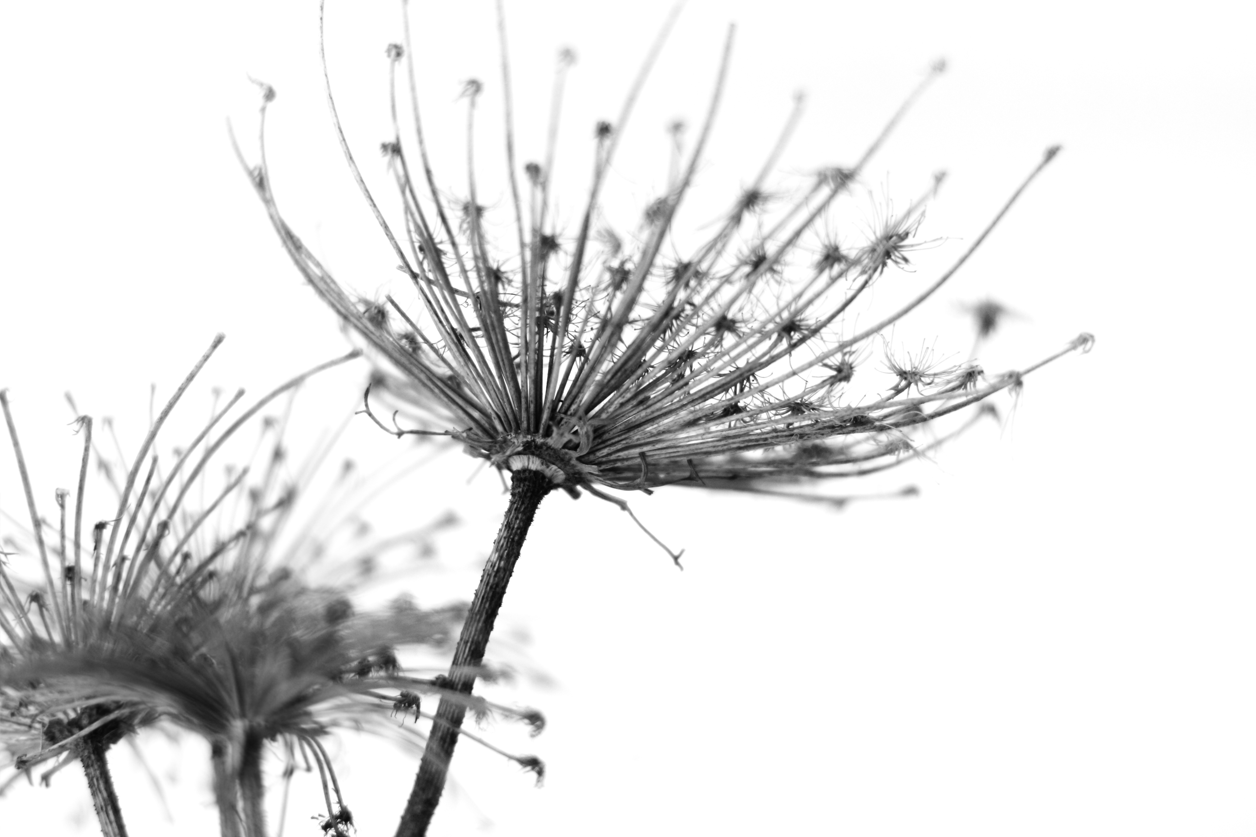 Free download wallpaper Plant, Macro, Earth, Black & White on your PC desktop