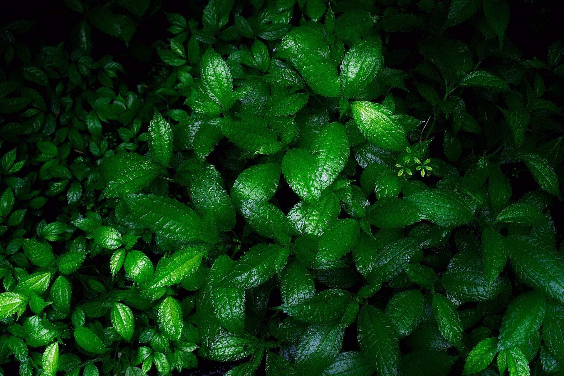 Скачать картинку Растение, Лист, Зеленый, Земля/природа в телефон бесплатно.