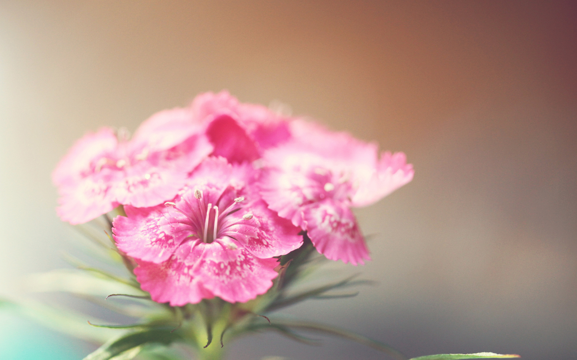 Téléchargez gratuitement l'image Fleurs, Fleur, Terre/nature sur le bureau de votre PC