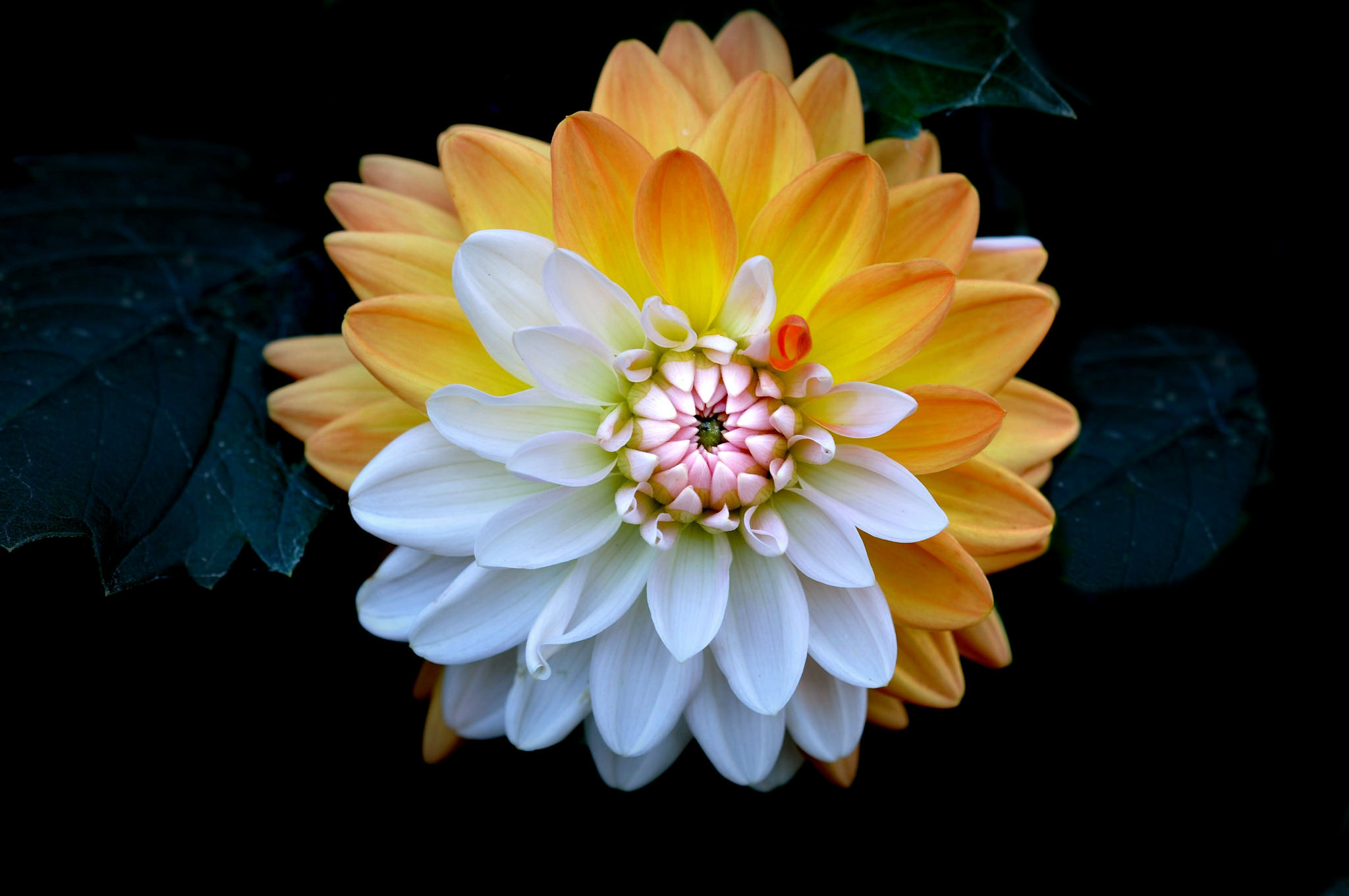 Laden Sie das Natur, Blumen, Nahansicht, Dahlien, Weiße Blume, Erde/natur, Orangene Blume-Bild kostenlos auf Ihren PC-Desktop herunter