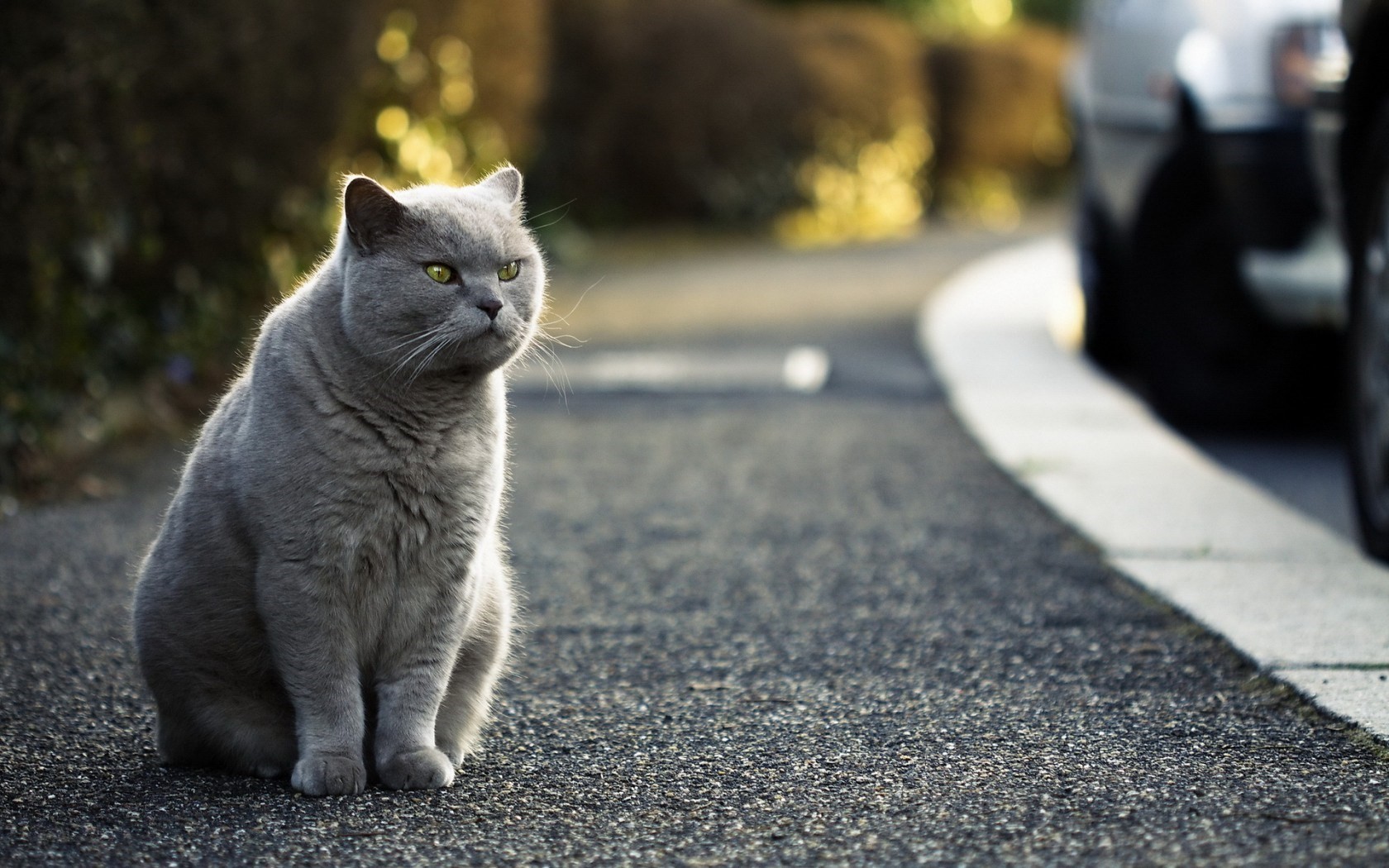 Baixe gratuitamente a imagem Animais, Gatos, Gato na área de trabalho do seu PC