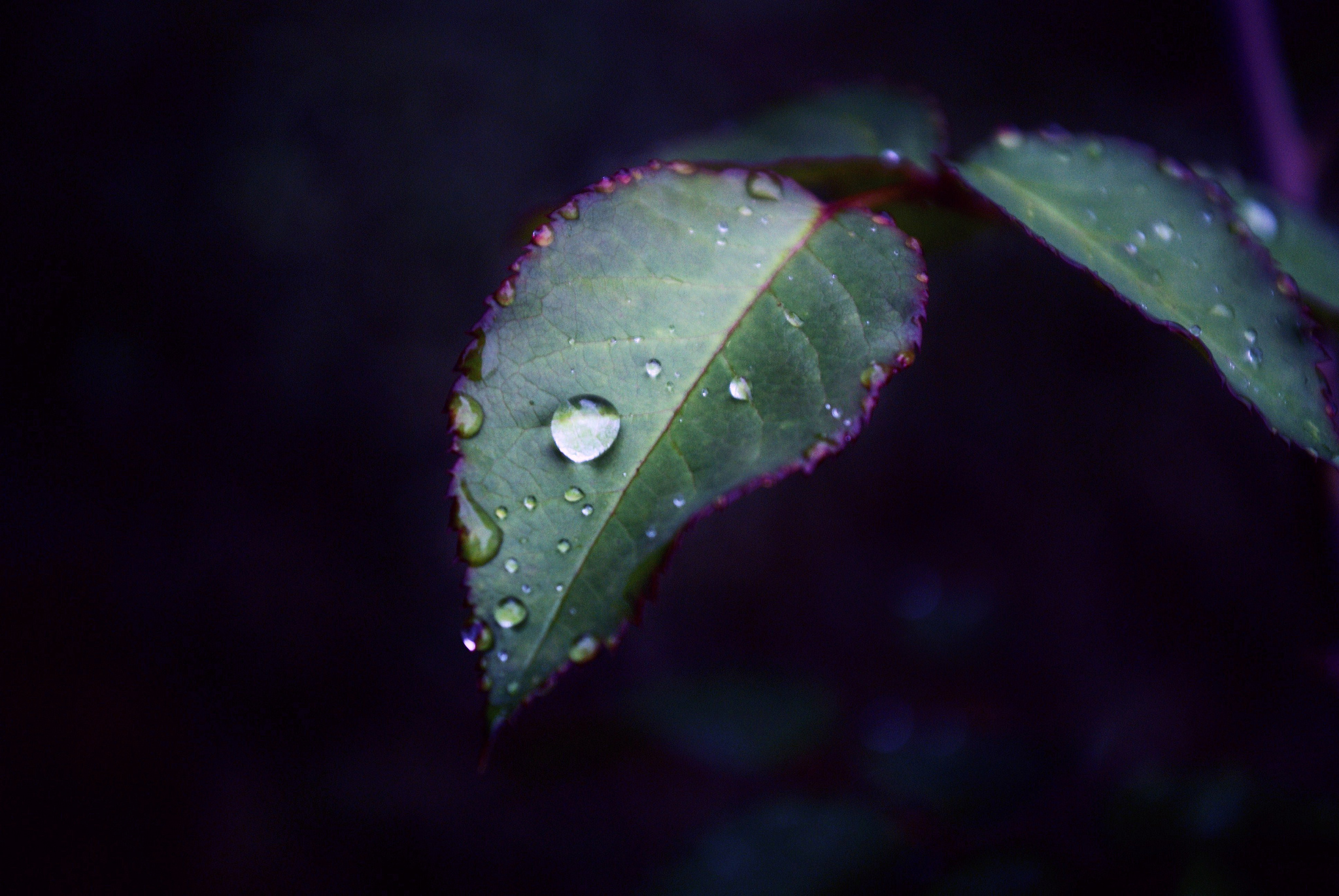 Download mobile wallpaper Nature, Close Up, Leaf, Earth, Water Drop for free.