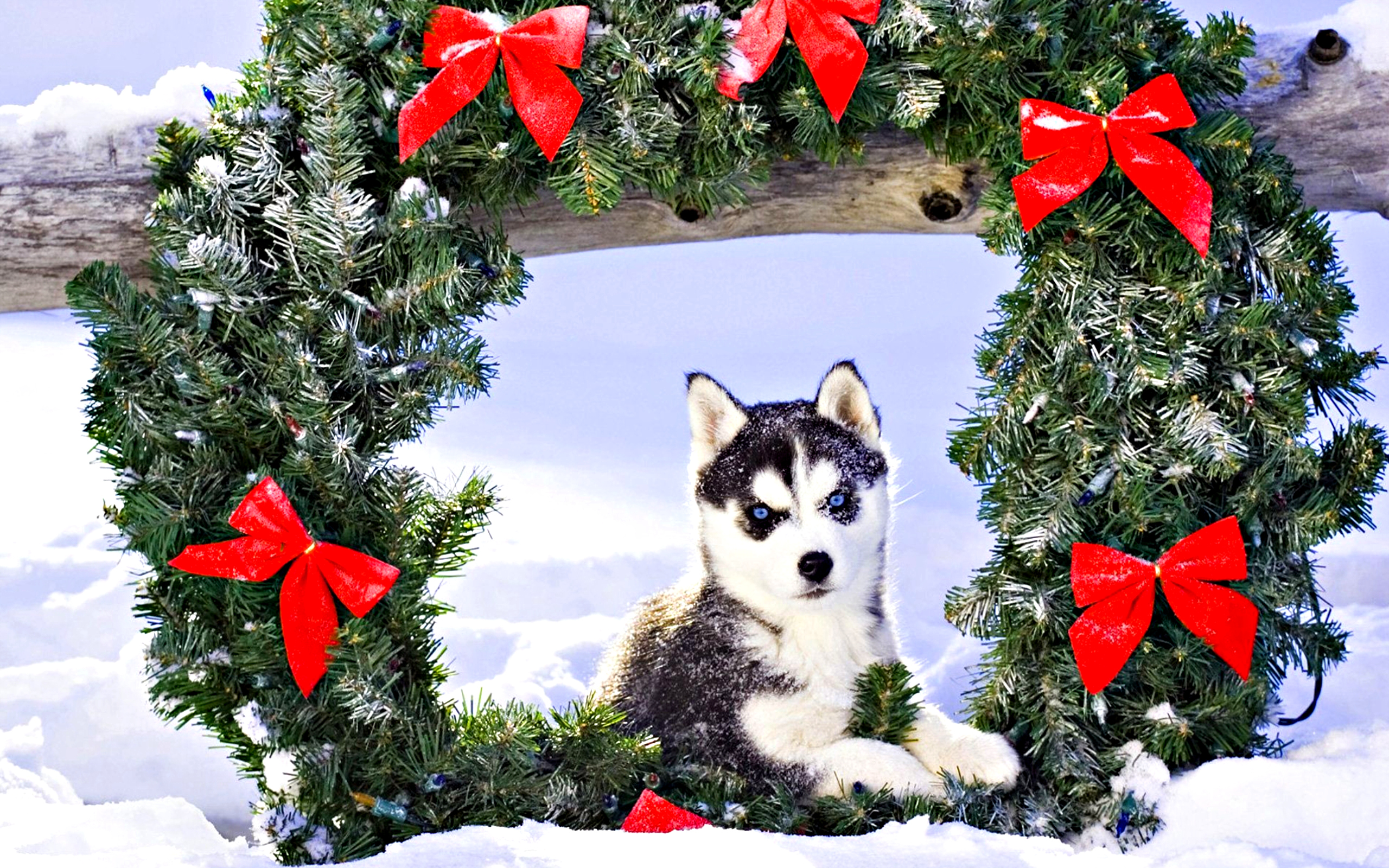 Handy-Wallpaper Schlittenhund, Welpen, Weihnachten, Feiertage, Tierbaby kostenlos herunterladen.