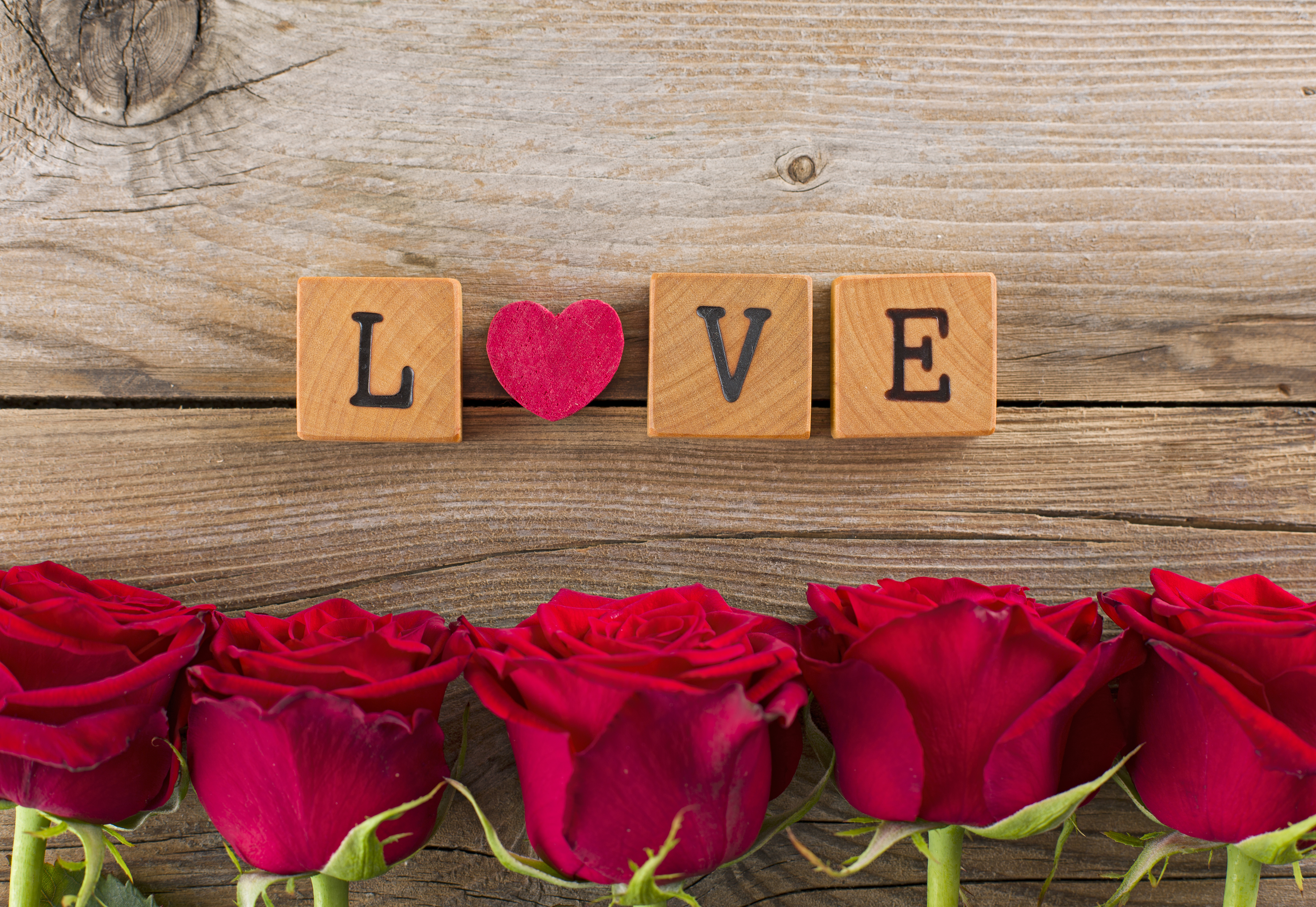 Laden Sie das Liebe, Blume, Rose, Fotografie, Rote Rose-Bild kostenlos auf Ihren PC-Desktop herunter