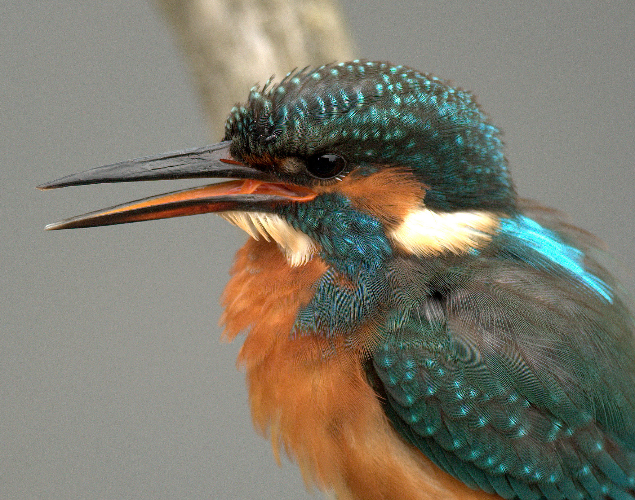 Free download wallpaper Kingfisher, Birds, Animal on your PC desktop