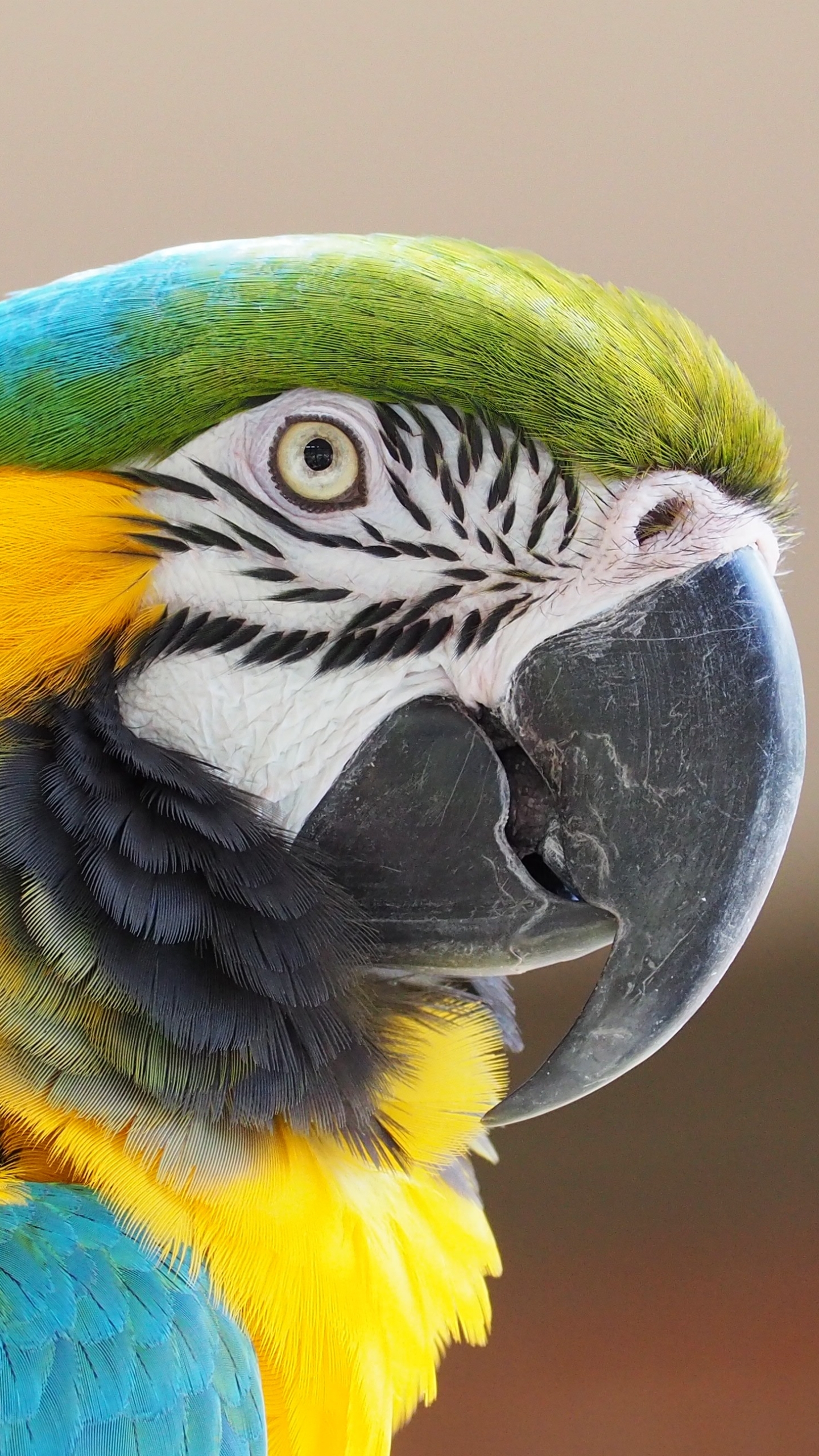 Laden Sie das Tiere, Vögel, Vogel, Nahansicht, Ara, Papagei, Gelbbrustara-Bild kostenlos auf Ihren PC-Desktop herunter