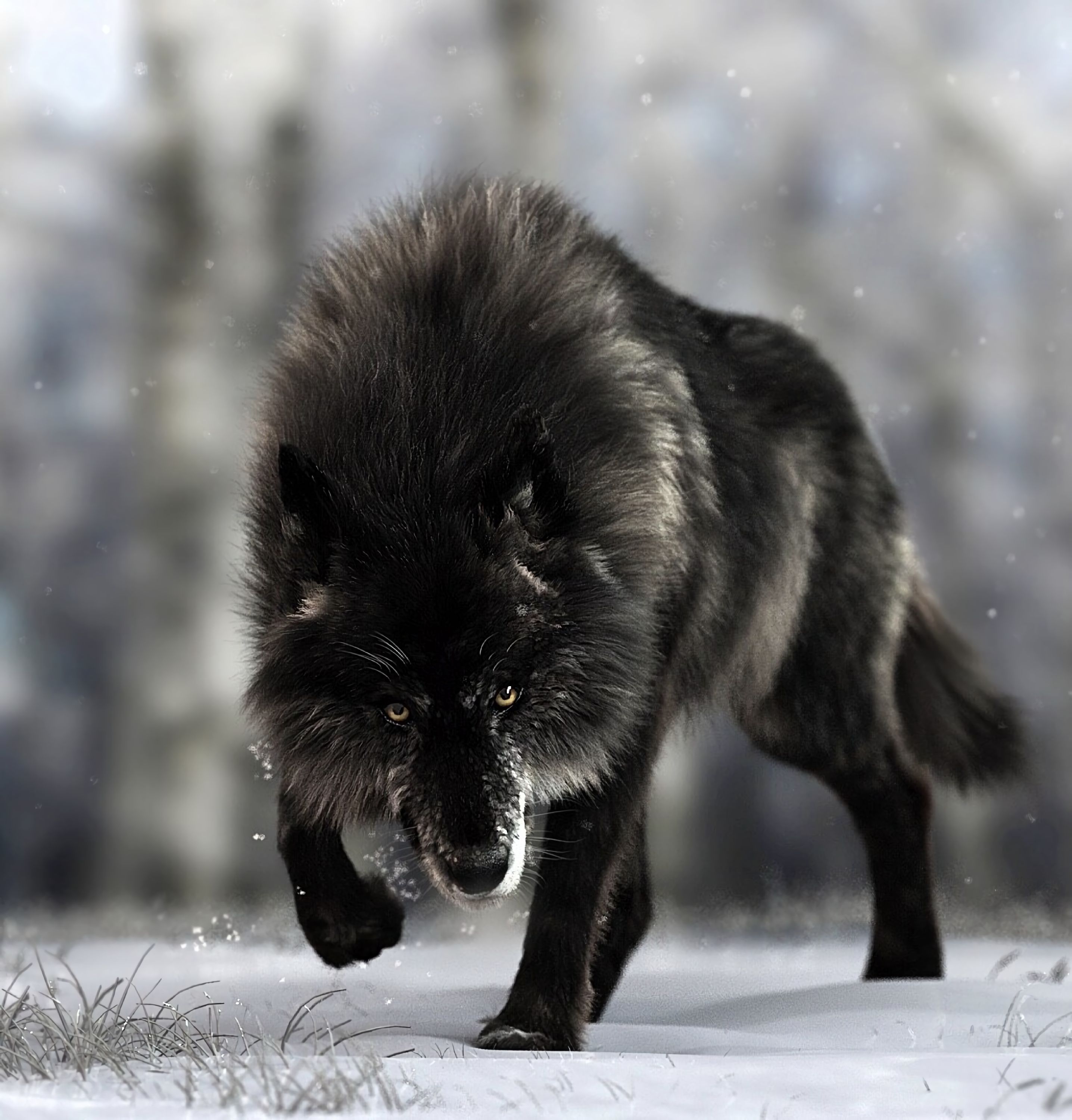 wolf, animals, wildlife, predator, black, dog